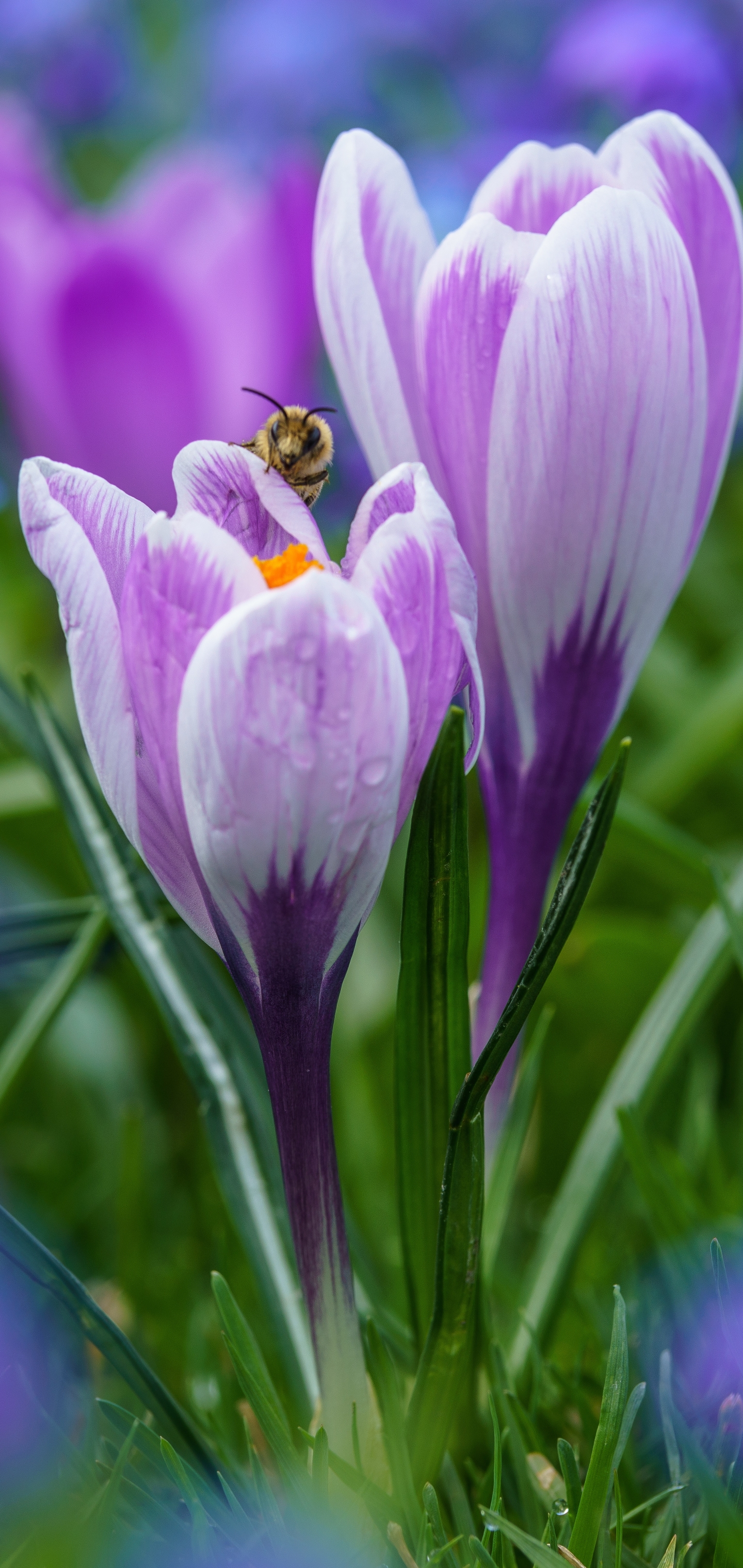 PCデスクトップにフラワーズ, ミツバチ, 花, 大きい, 地球, 蜂, 春, クロッカス, 虫, 紫色の花画像を無料でダウンロード