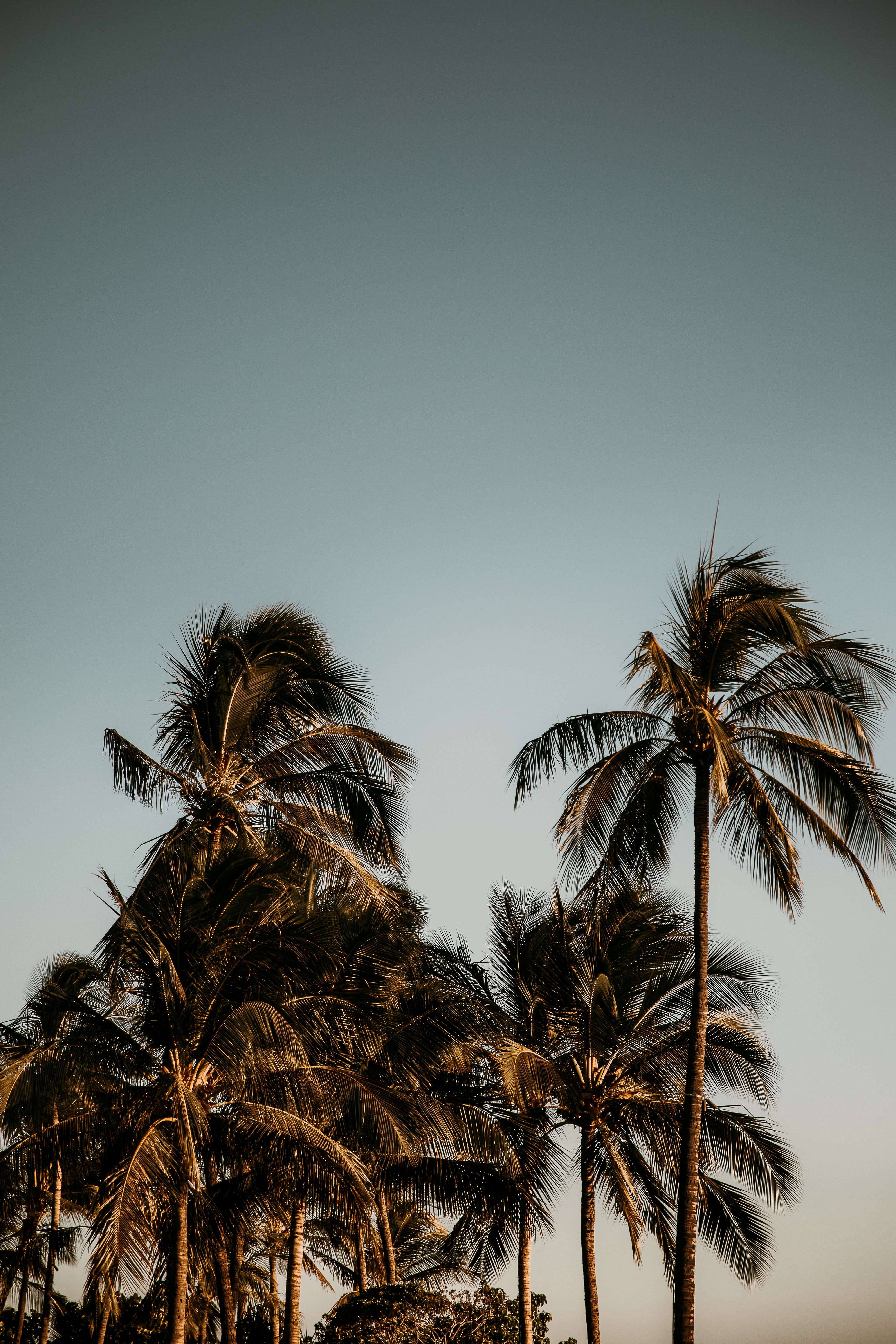 Download mobile wallpaper Branches, Leaves, Trees, Branch, Nature, Palms for free.
