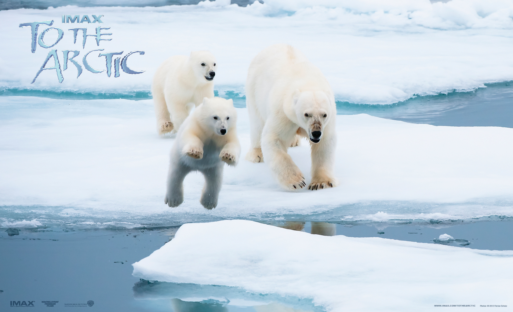 553436 télécharger le fond d'écran antarctique, film, vers l'arctique, arctique, ours, glace, ours polair - économiseurs d'écran et images gratuitement
