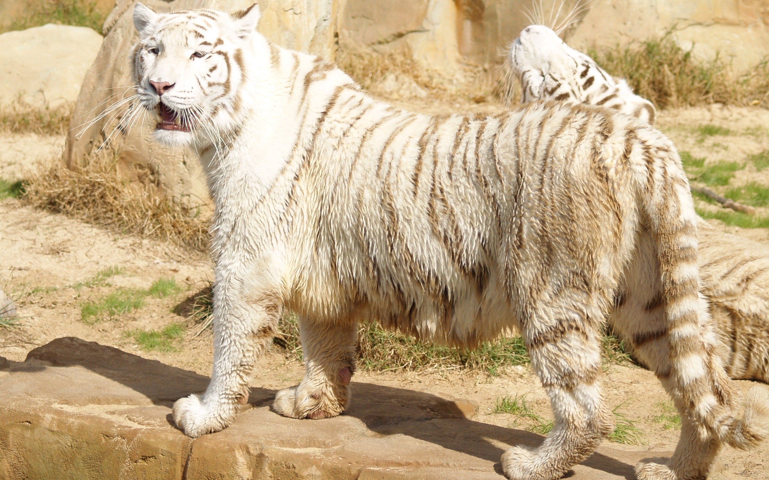 animals, tiger, fat, thick, albino, to stand, stand