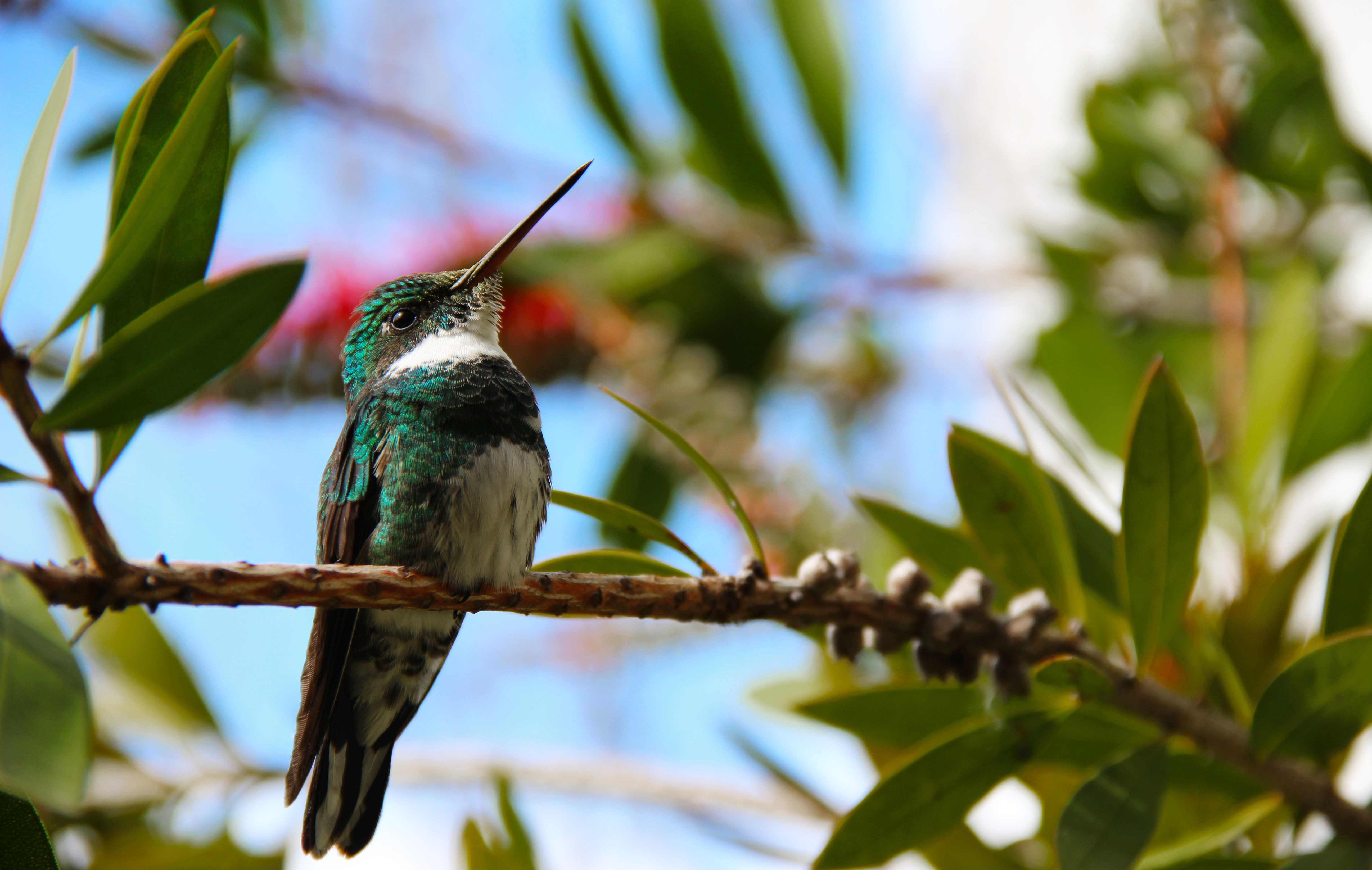 Download mobile wallpaper Birds, Bird, Animal, Hummingbird for free.