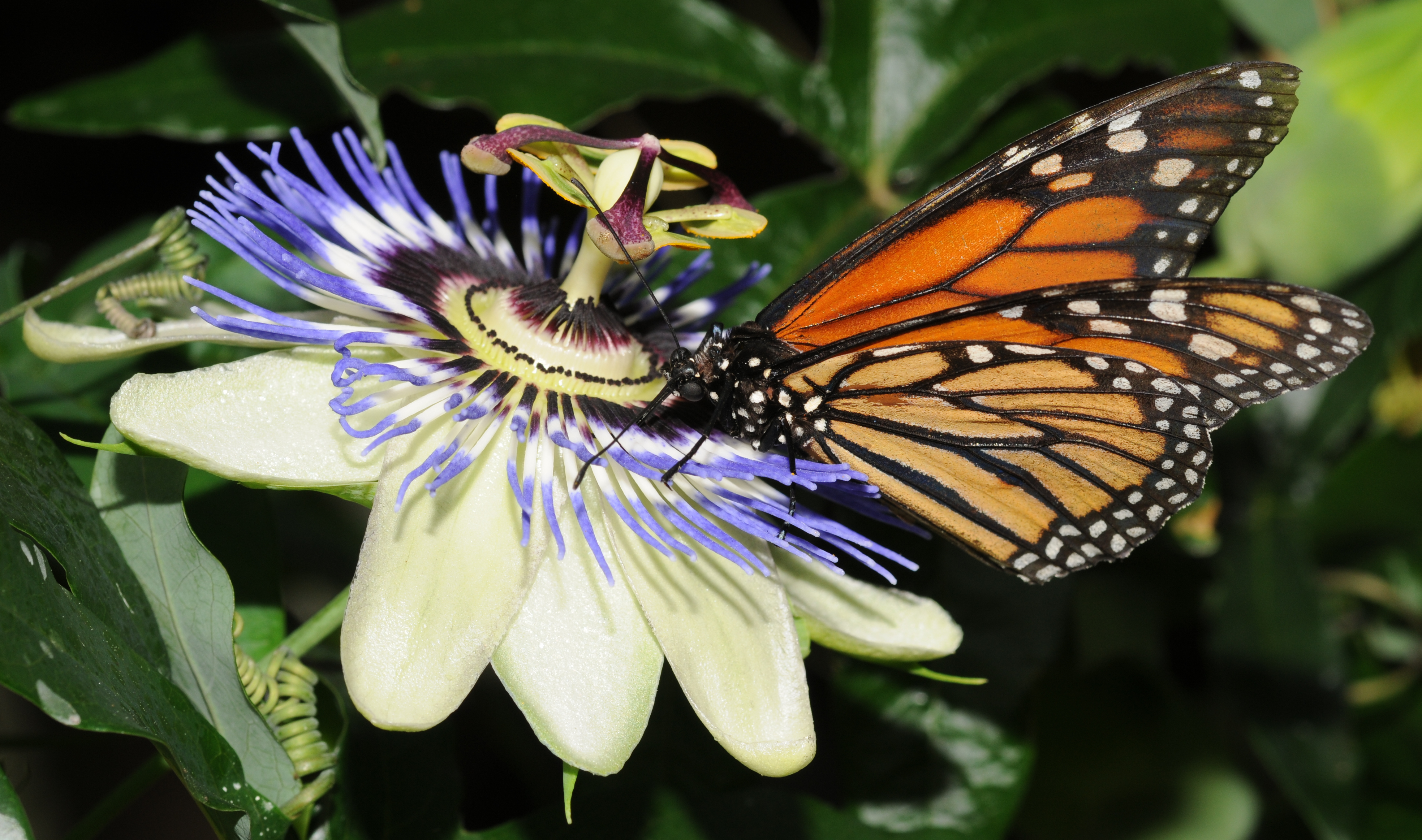 Descarga gratuita de fondo de pantalla para móvil de Mariposa, Animales.