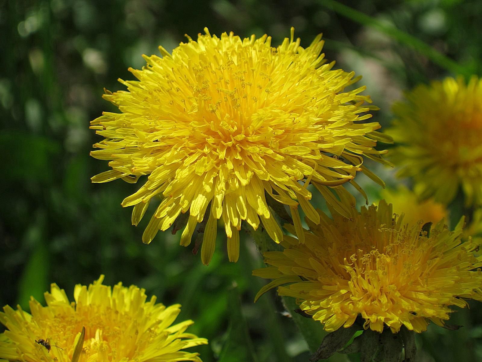 flowers, dandelions, greens, insect, brightly, sunny 1080p