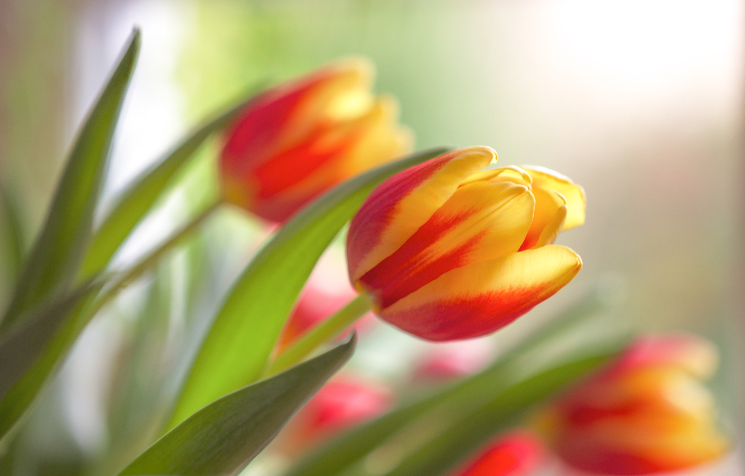 Download mobile wallpaper Nature, Flowers, Flower, Earth, Tulip for free.