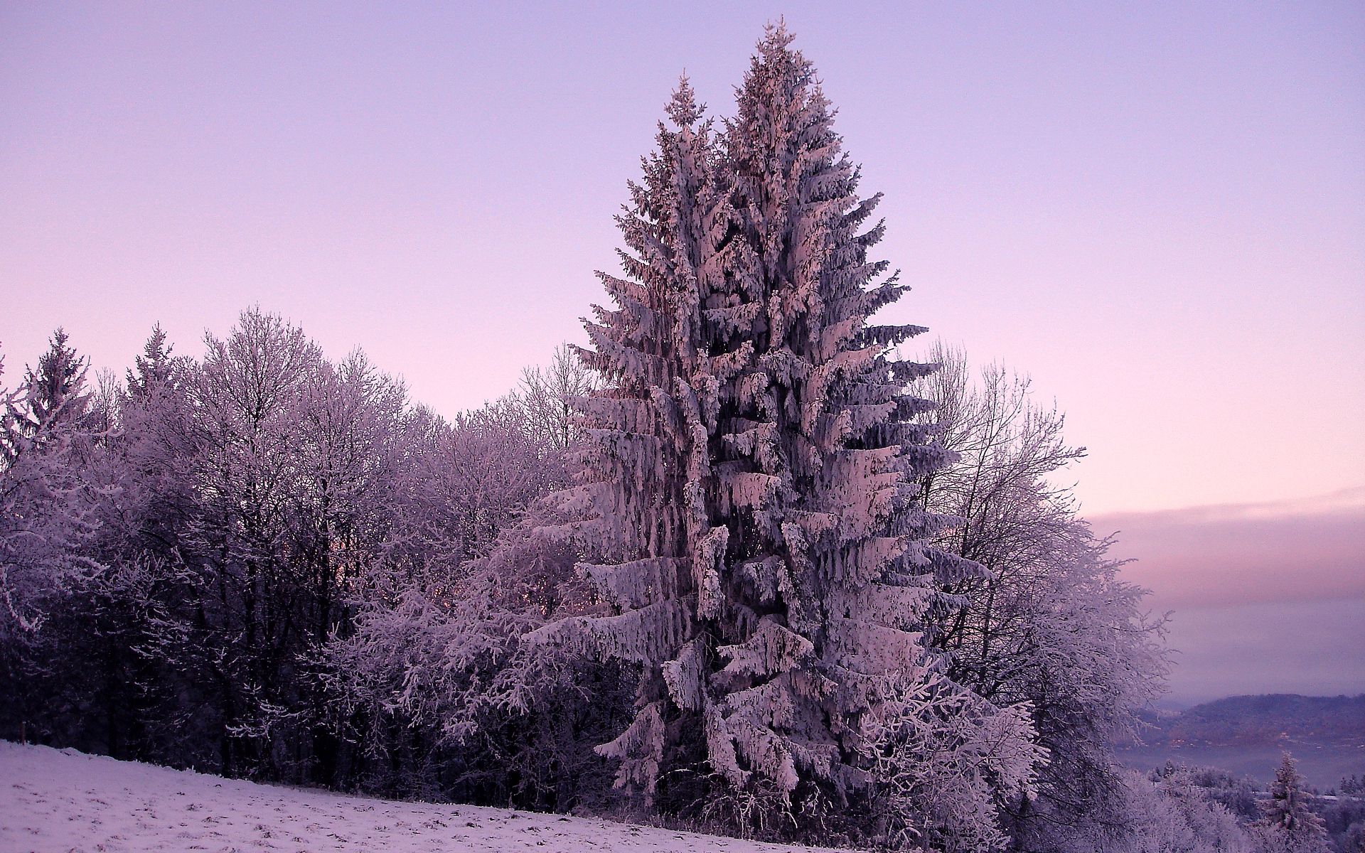 PCデスクトップに冬, 自然, 雪, 食べた, ライラック画像を無料でダウンロード