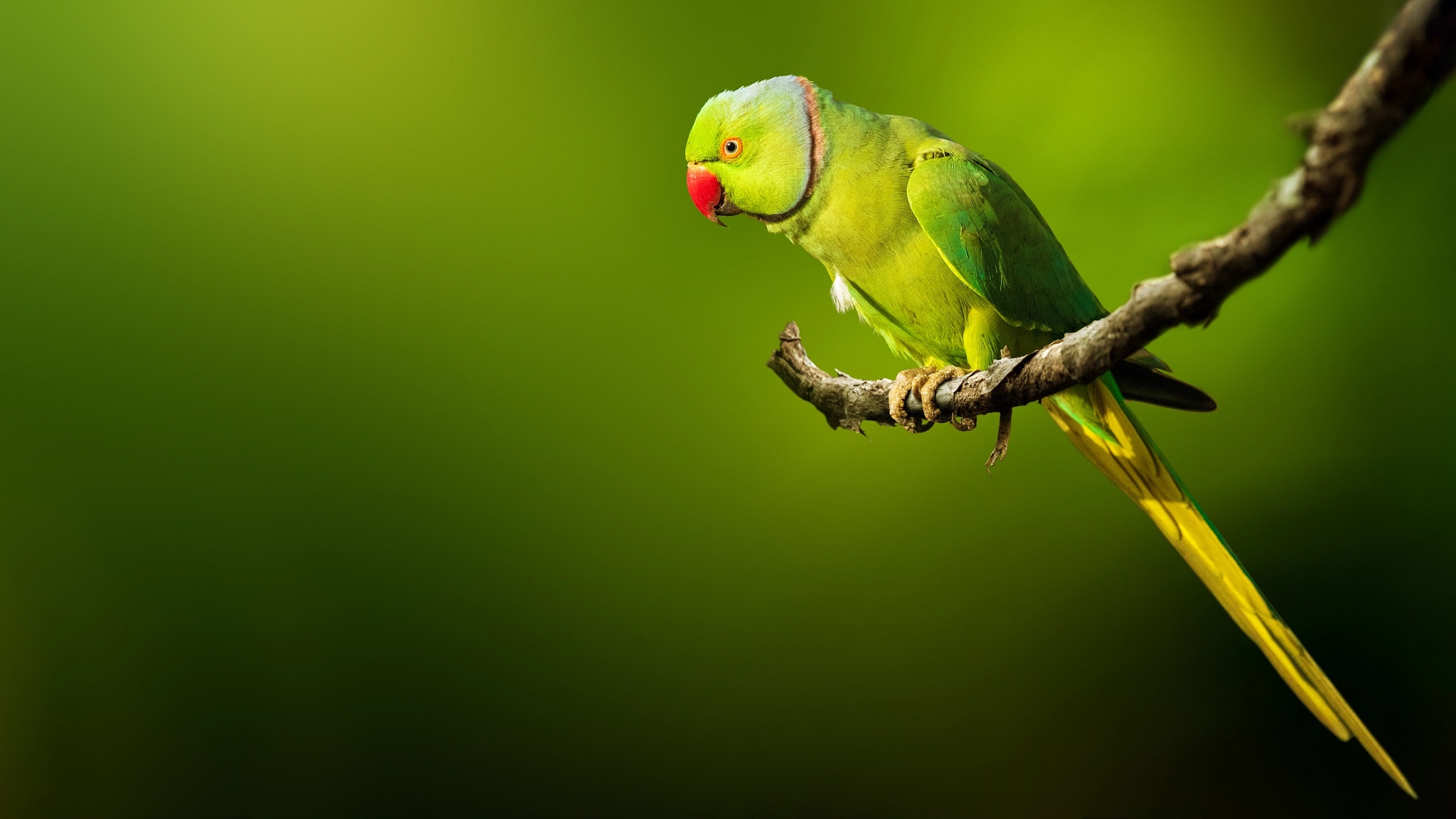 animal, rose ringed parakeet, bird, birds