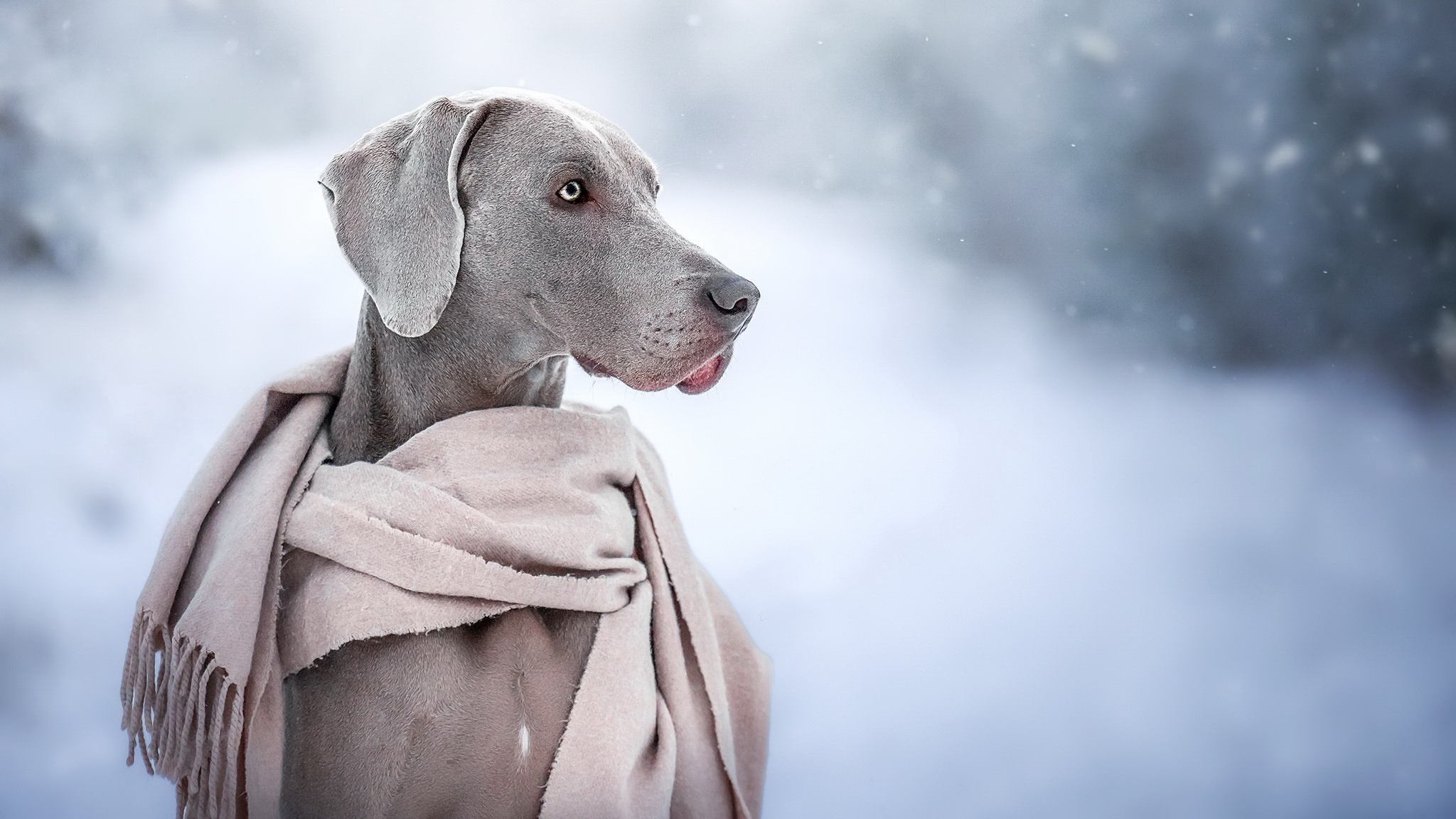 Download mobile wallpaper Dogs, Animal, Weimaraner for free.