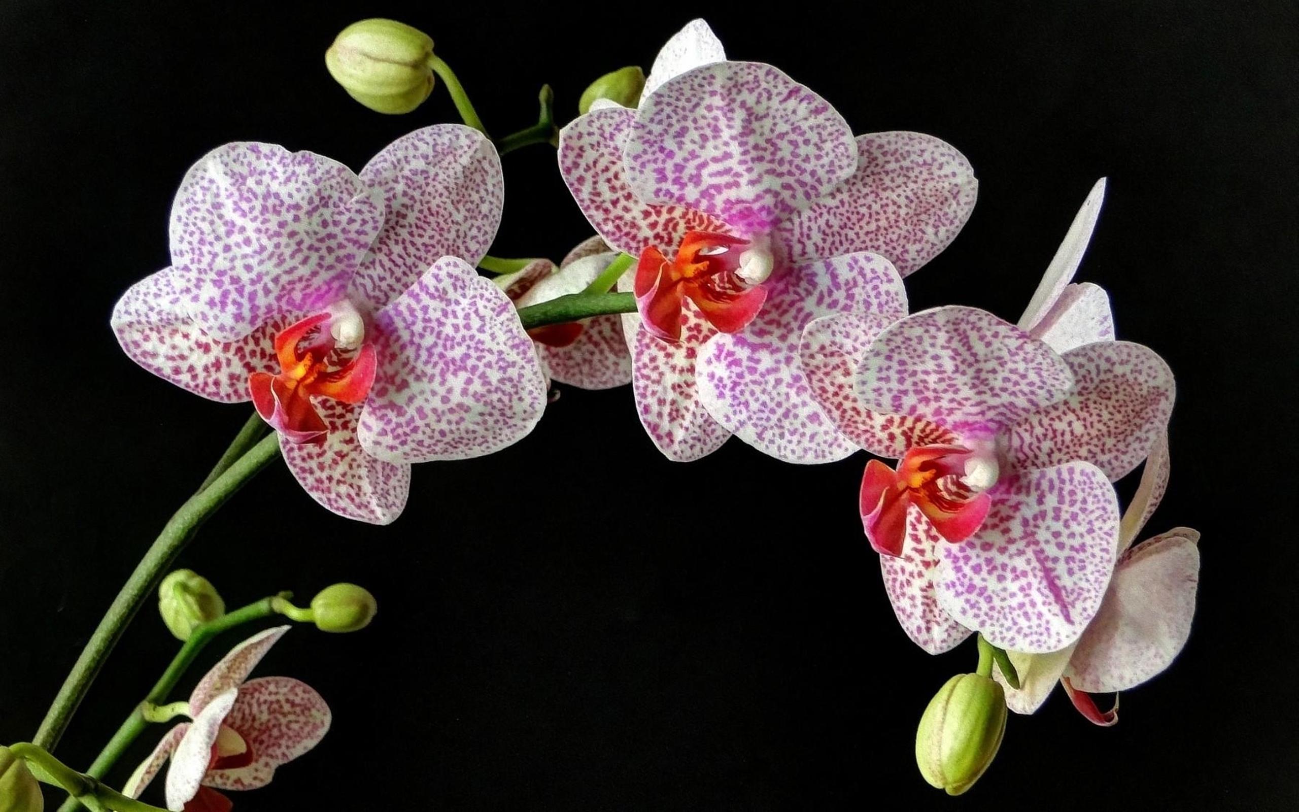 382154 télécharger l'image orchidée, terre/nature, fleur, fleurs - fonds d'écran et économiseurs d'écran gratuits