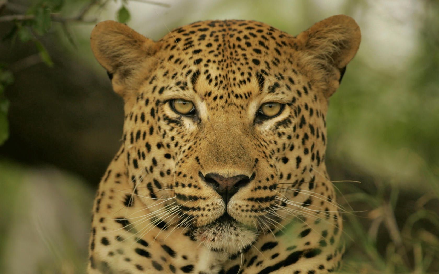 157393 descargar imagen animales, leopardo, bozal, color, visión, opinión: fondos de pantalla y protectores de pantalla gratis
