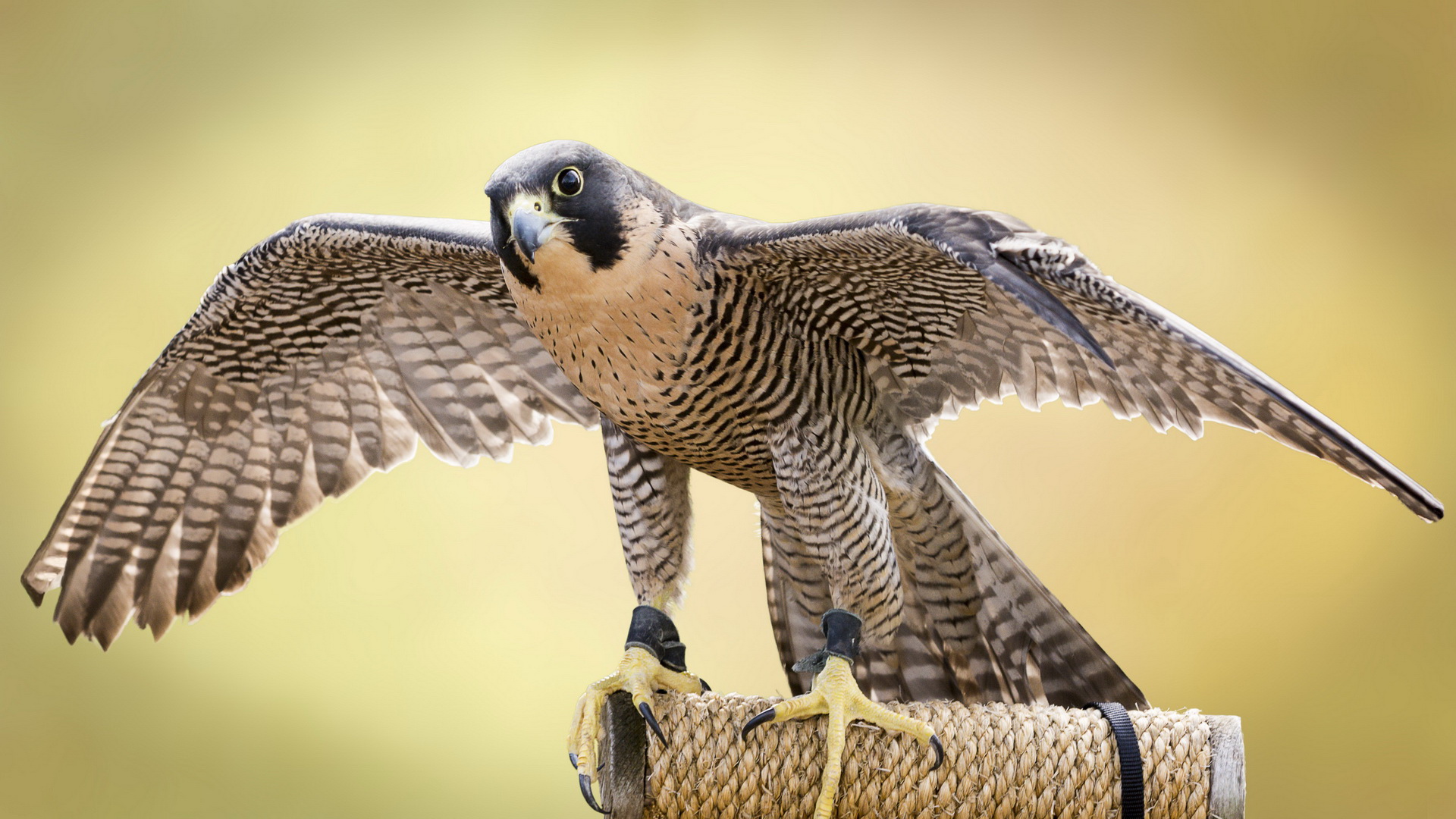 Download mobile wallpaper Falcon, Birds, Animal for free.