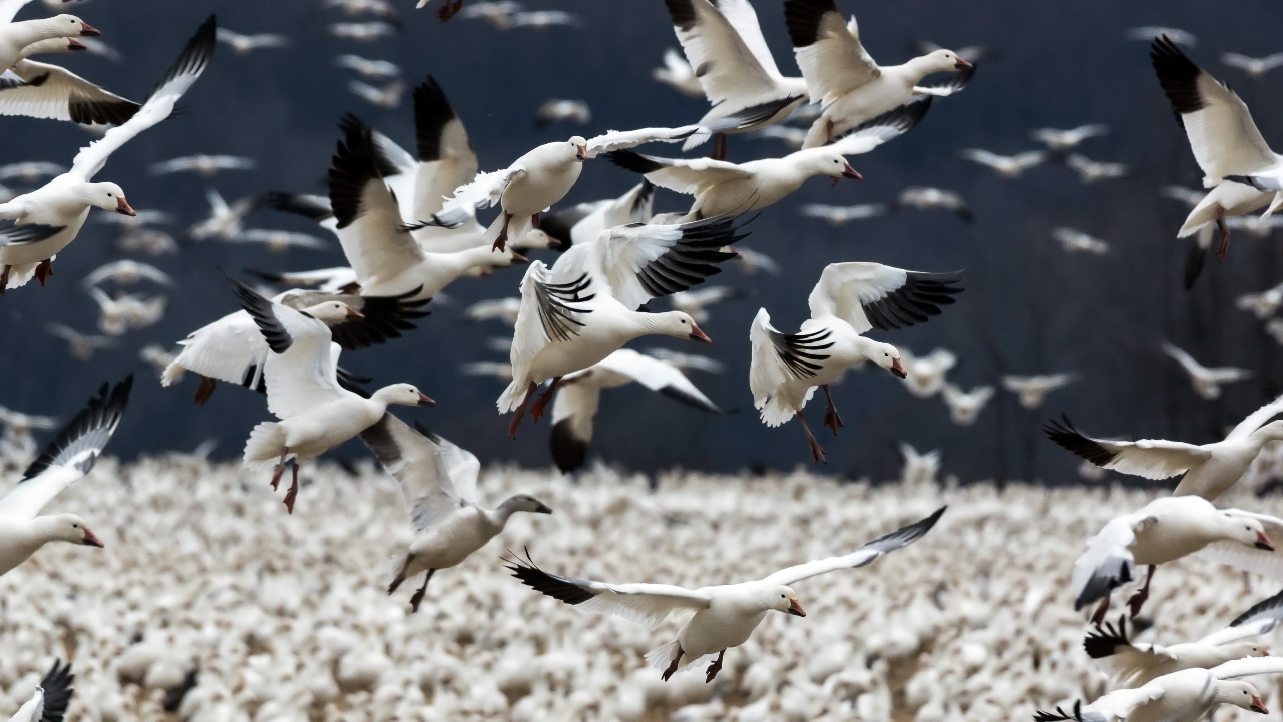 Téléchargez des papiers peints mobile Animaux, Oiseau, Oie, Des Oiseaux, Vol D'oiseaux gratuitement.