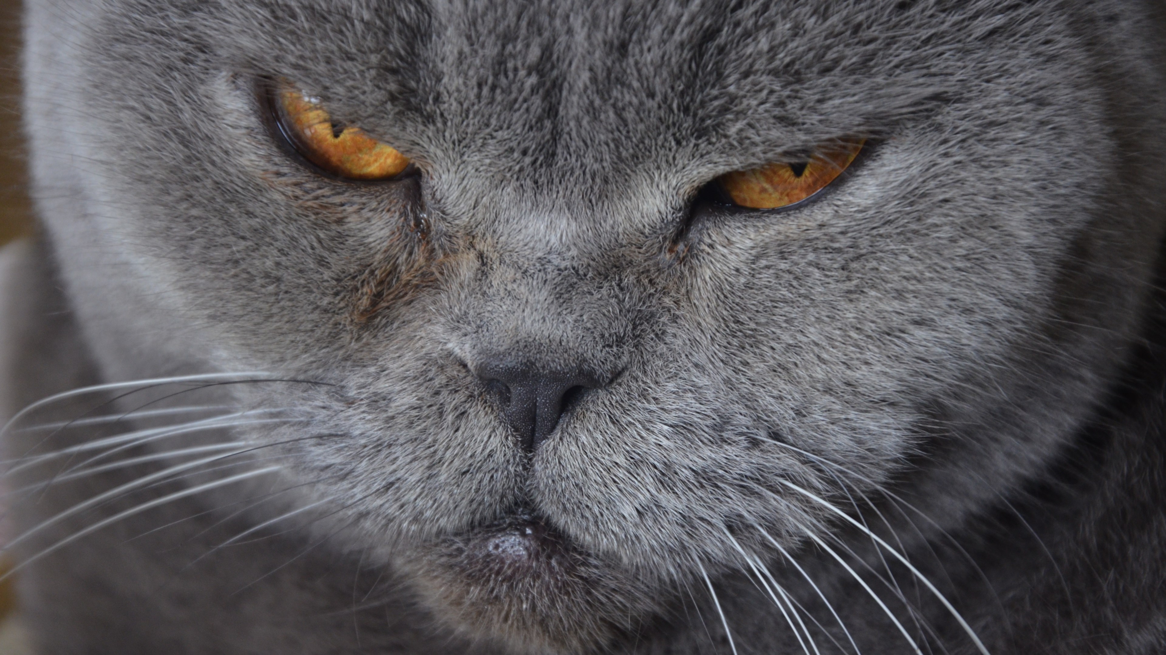 Baixe gratuitamente a imagem Animais, Gatos, Gato na área de trabalho do seu PC