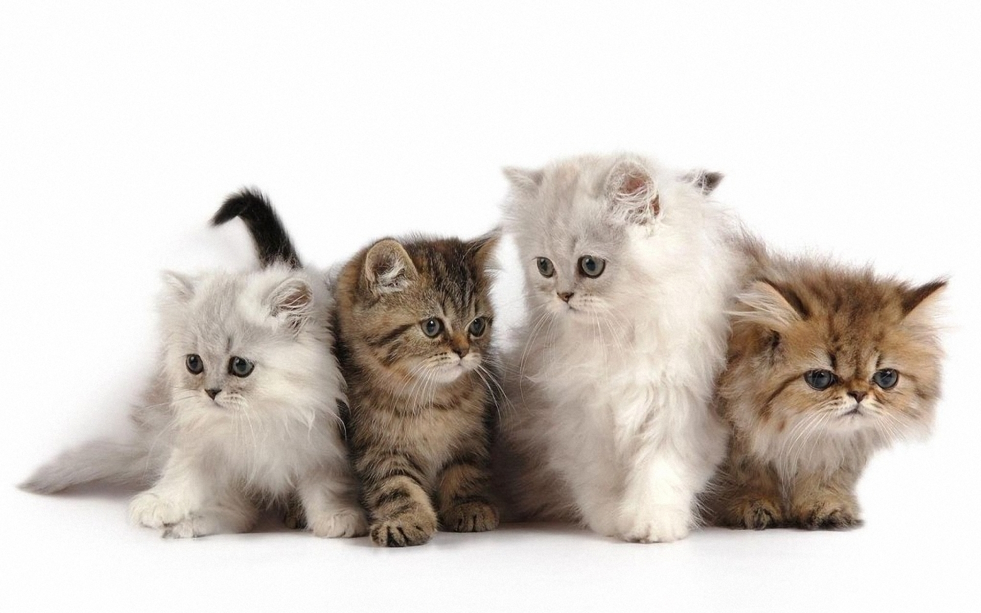 Free download wallpaper Cats, Cat, Animal on your PC desktop