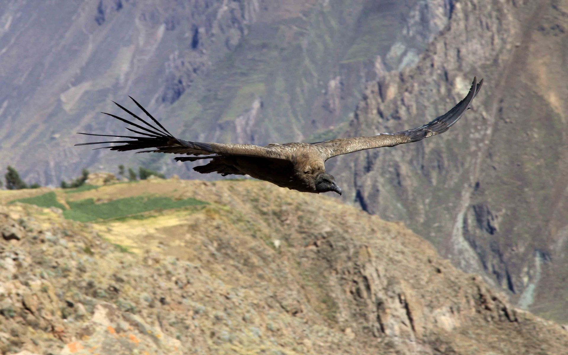 Free download wallpaper Mountains, Flight, Vulture, Animals on your PC desktop