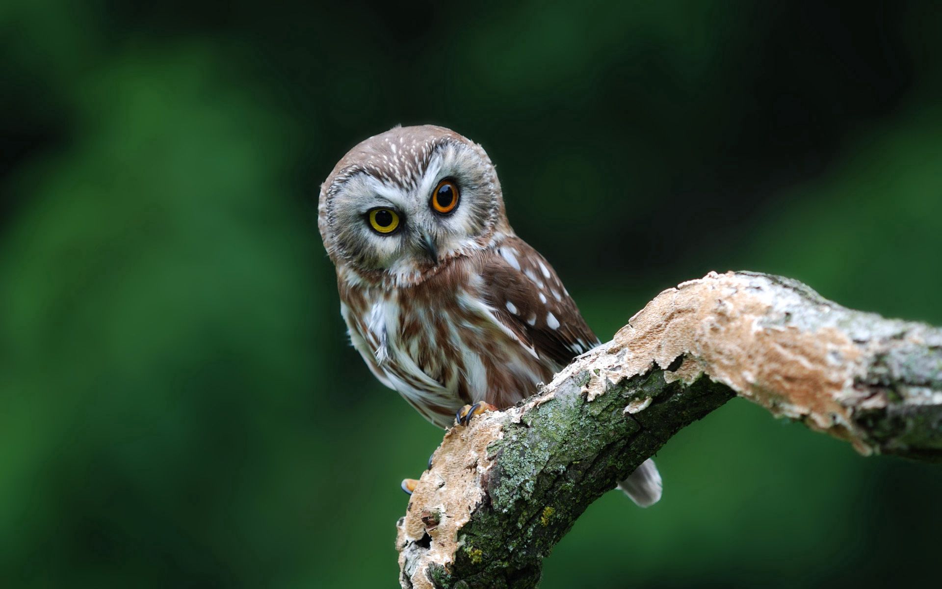 owl, animals, leaves, bird, sight, opinion phone background