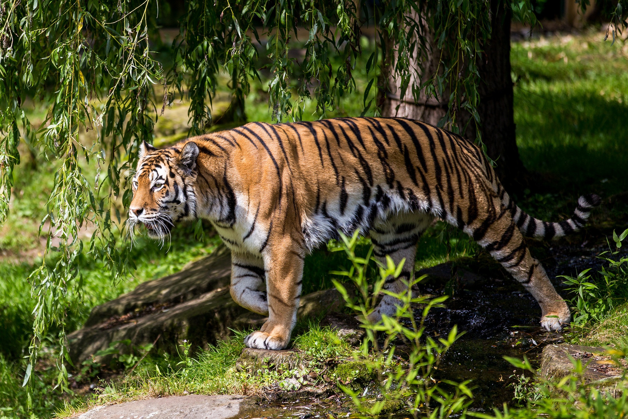 Téléchargez des papiers peints mobile Animaux, Chats, Tigre gratuitement.