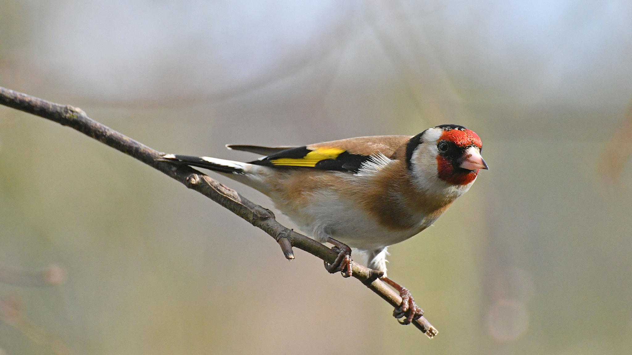 animal, goldfinch, bird, birds