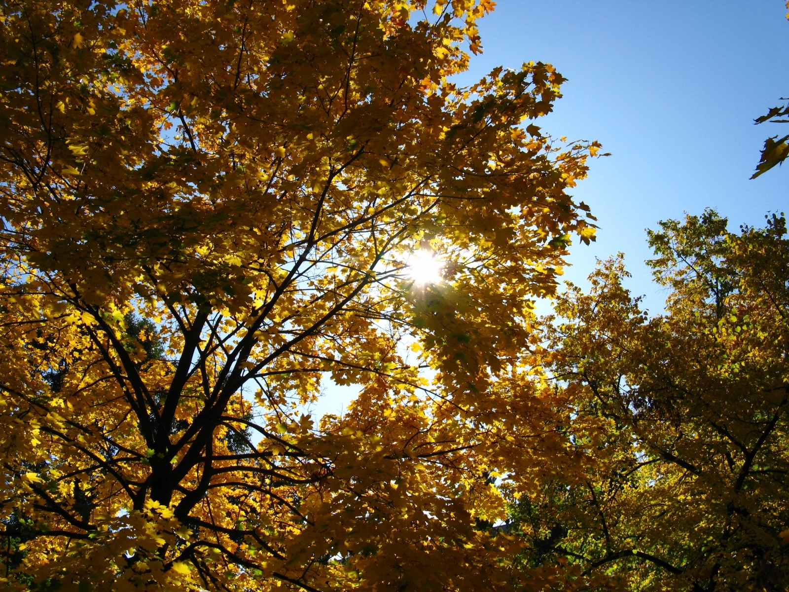 Handy-Wallpaper Sun, Bäume, Landschaft, Herbst kostenlos herunterladen.