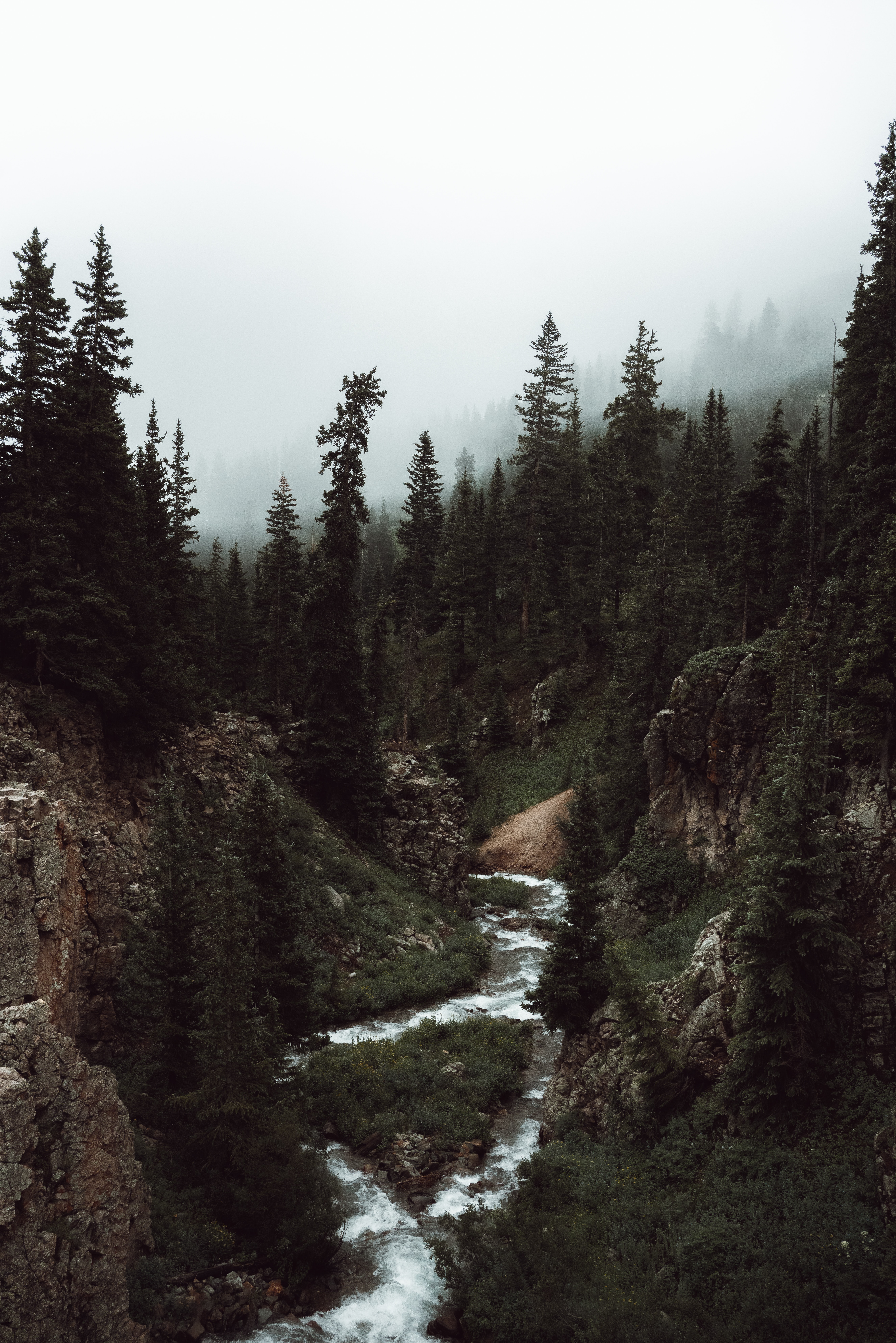 brook, forest, nature, trees, fog, creek Phone Background