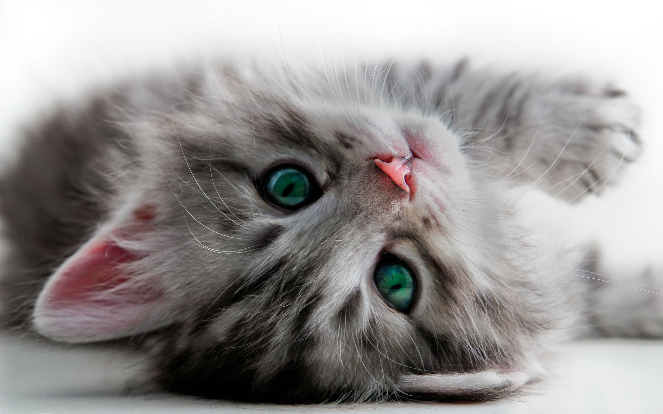 Free download wallpaper Cat, Cats, Animal on your PC desktop