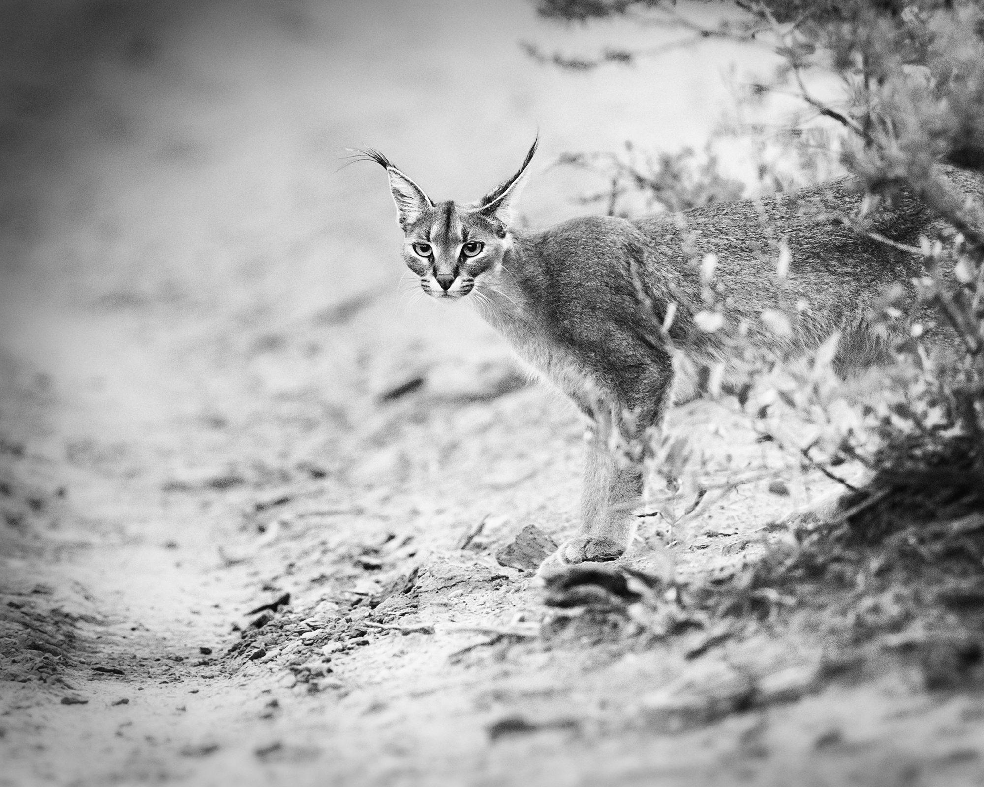 Download mobile wallpaper Cats, Animal, Caracal, Black & White for free.