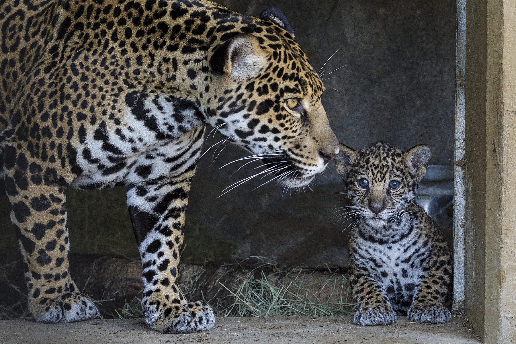 86221 descargar fondo de pantalla jaguar, animales, joven, cuidado, joey, madre, mamá: protectores de pantalla e imágenes gratis