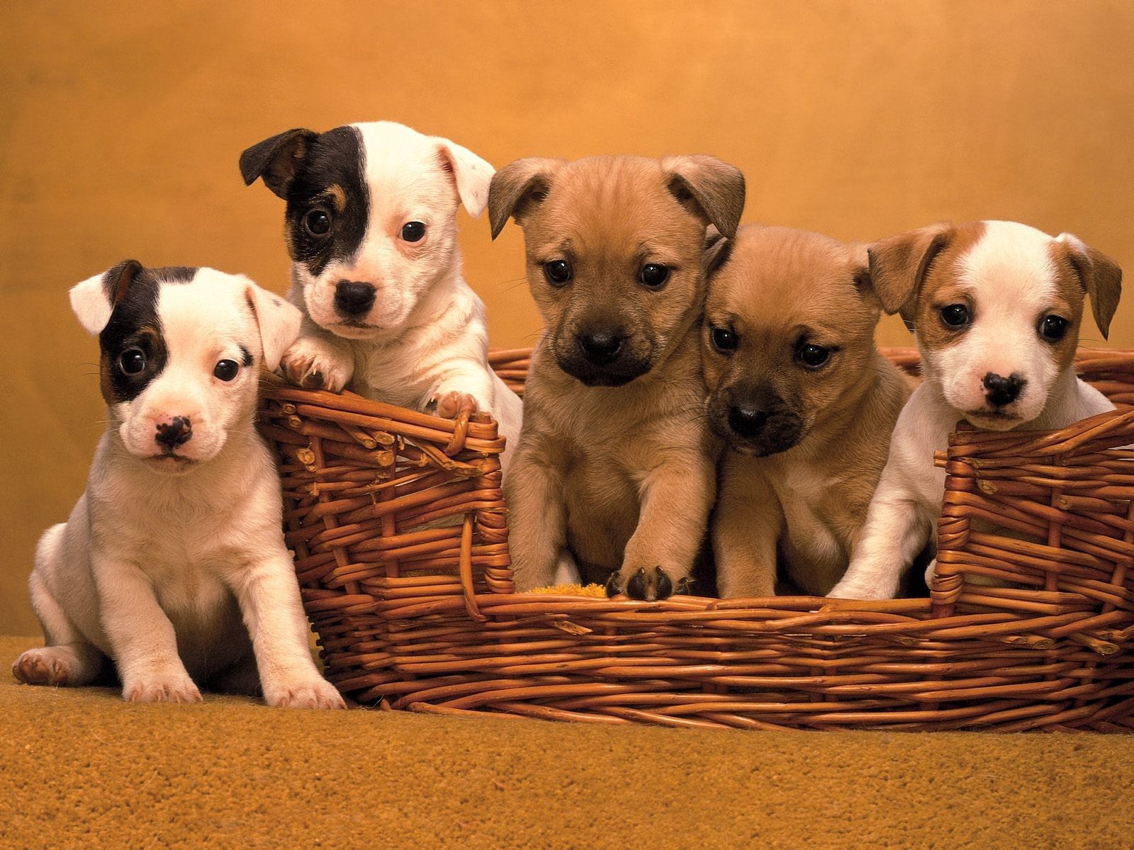 animals, puppies, muzzle, basket, lots of, multitude Full HD