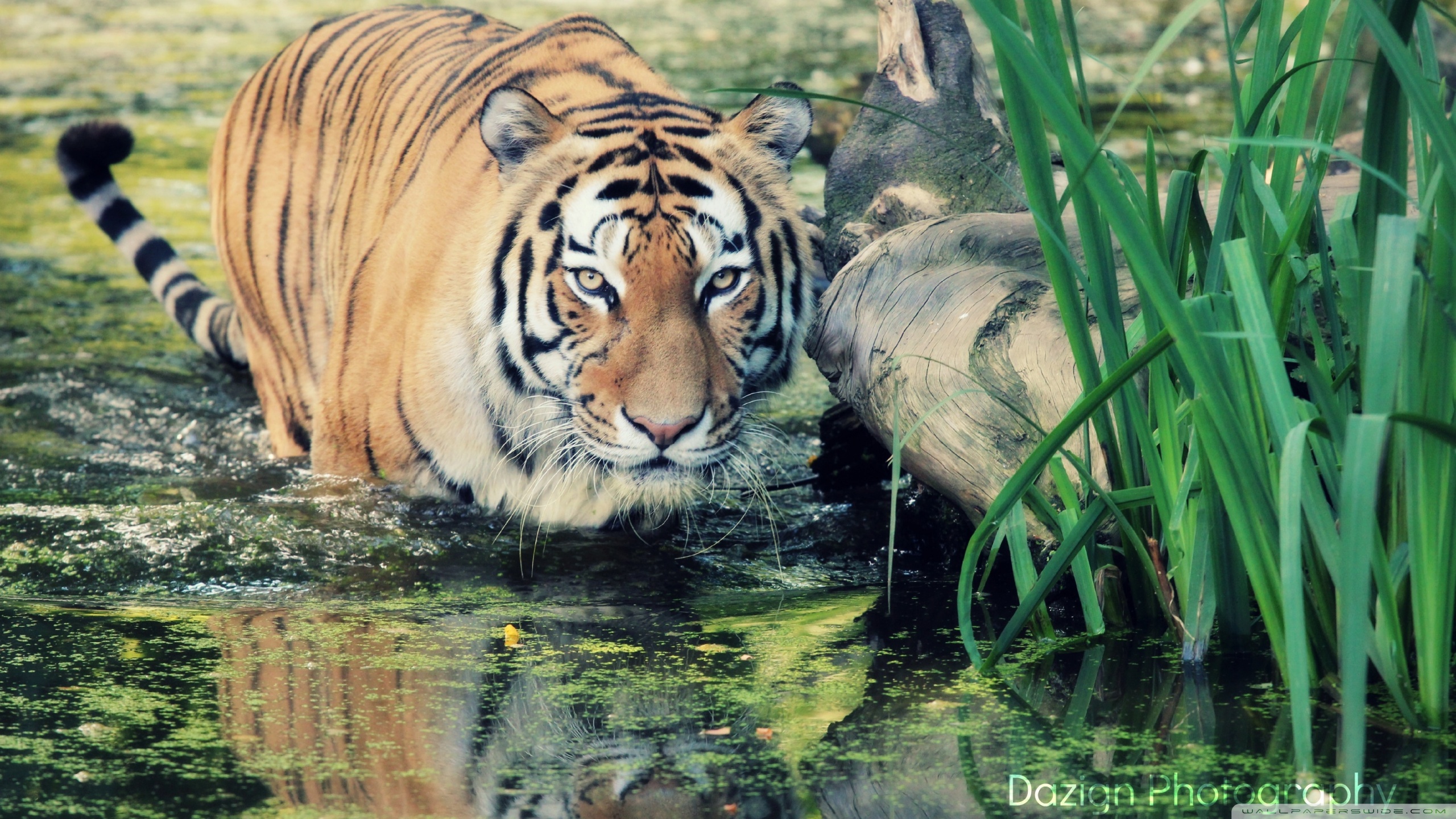 Baixar papel de parede para celular de Animais, Gatos, Tigre gratuito.