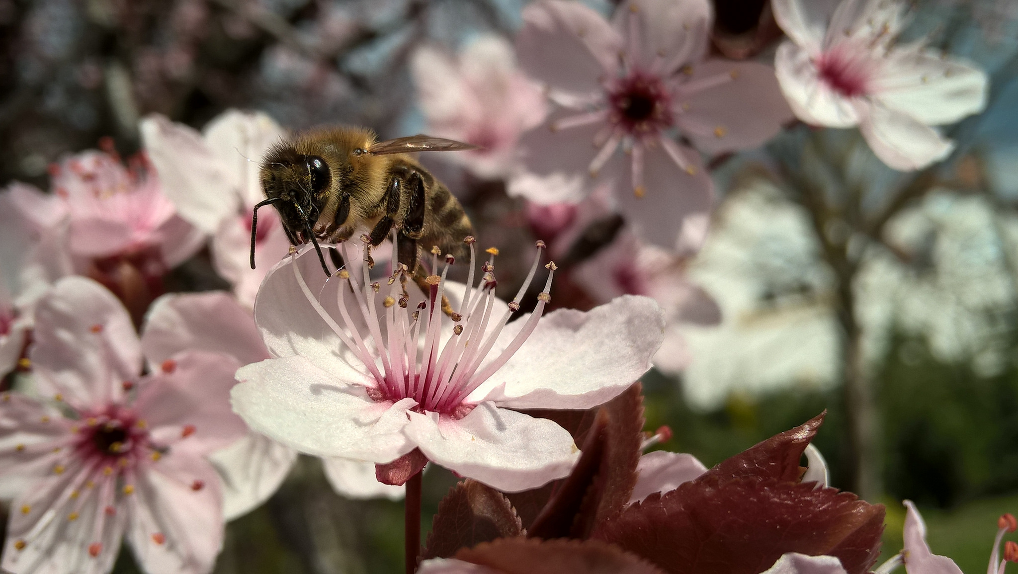 Скачать обои бесплатно Животные, Насекомые, Насекомое, Пчела, Цветущие картинка на рабочий стол ПК
