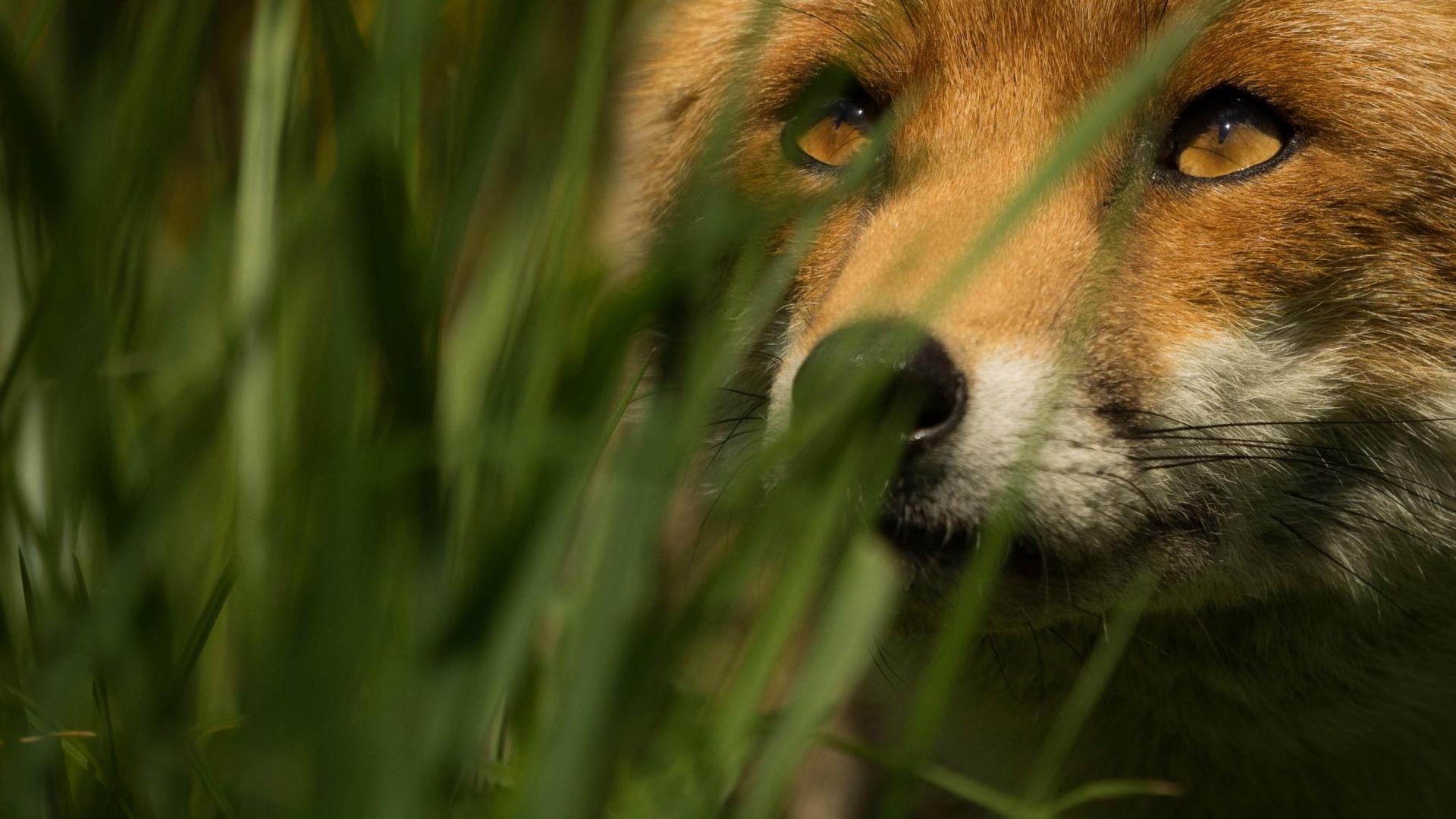 red fox, animal, fox, grass