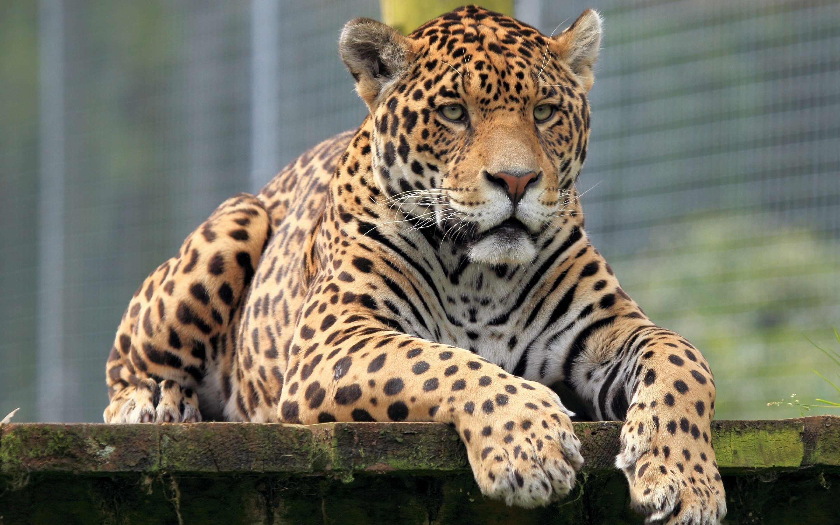 Téléchargez des papiers peints mobile Jaguar, Chats, Animaux gratuitement.