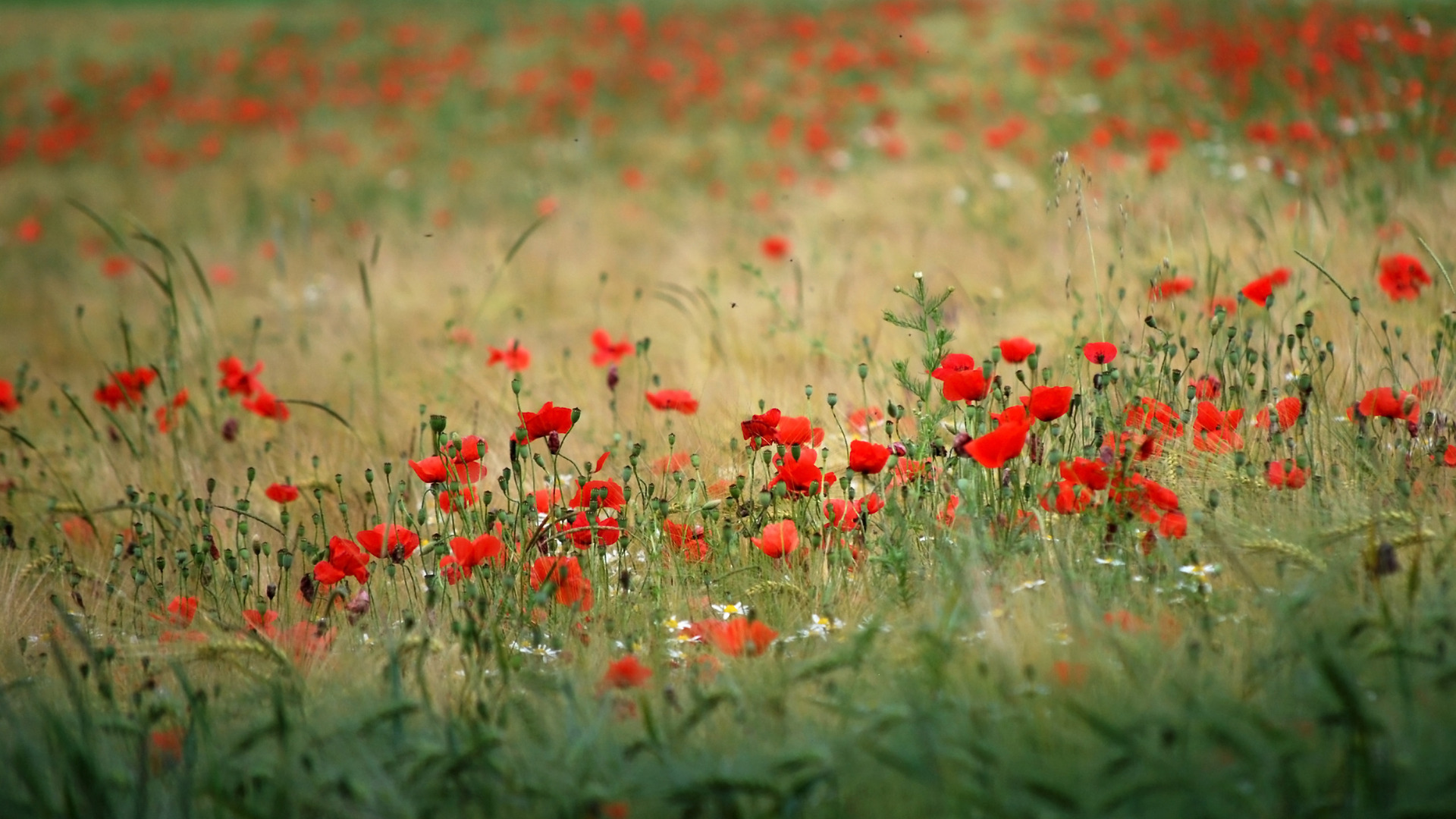 Laden Sie das Mohn, Blume, Rote Blume, Erde/natur-Bild kostenlos auf Ihren PC-Desktop herunter