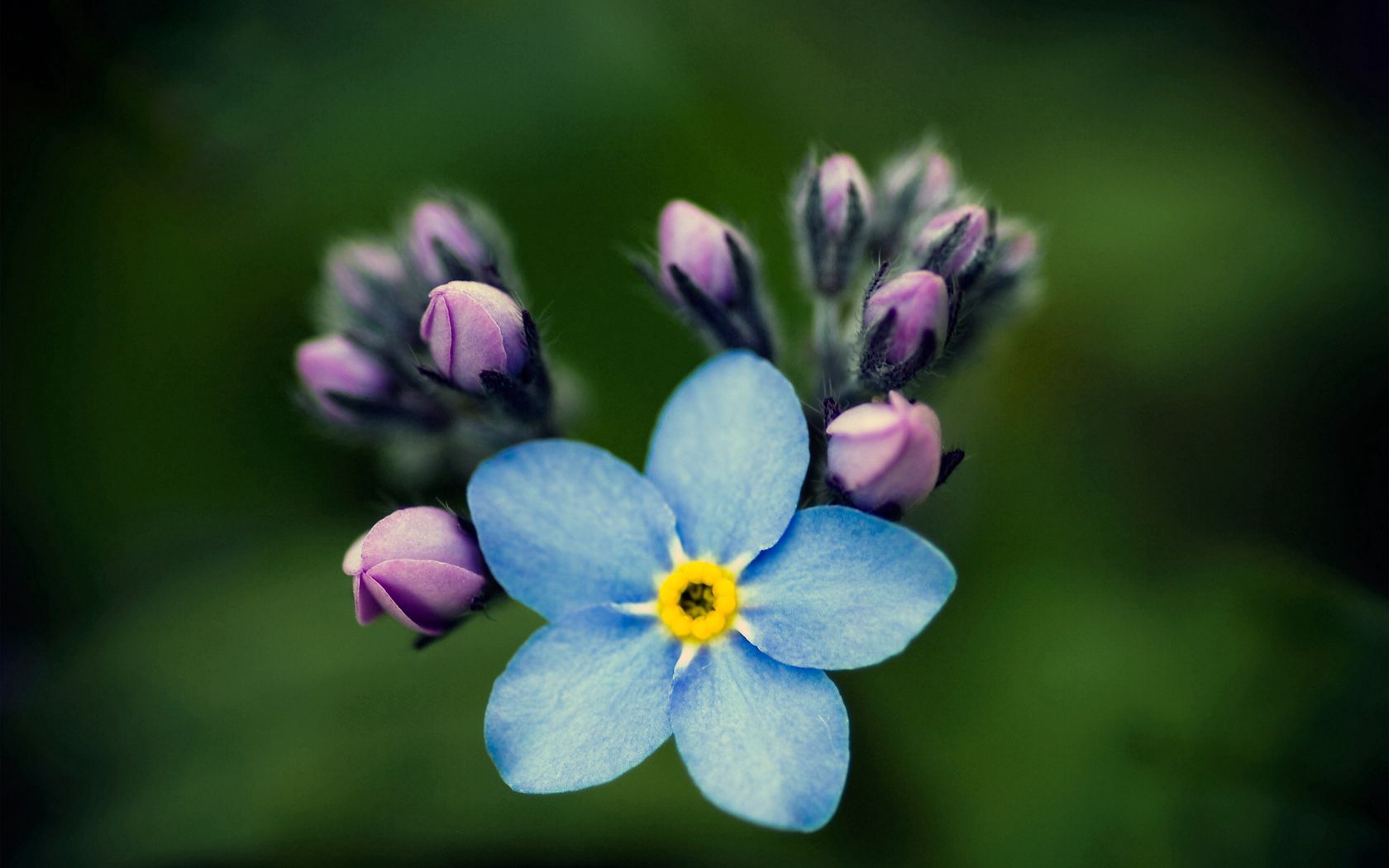 Forget Me Not Cool HD