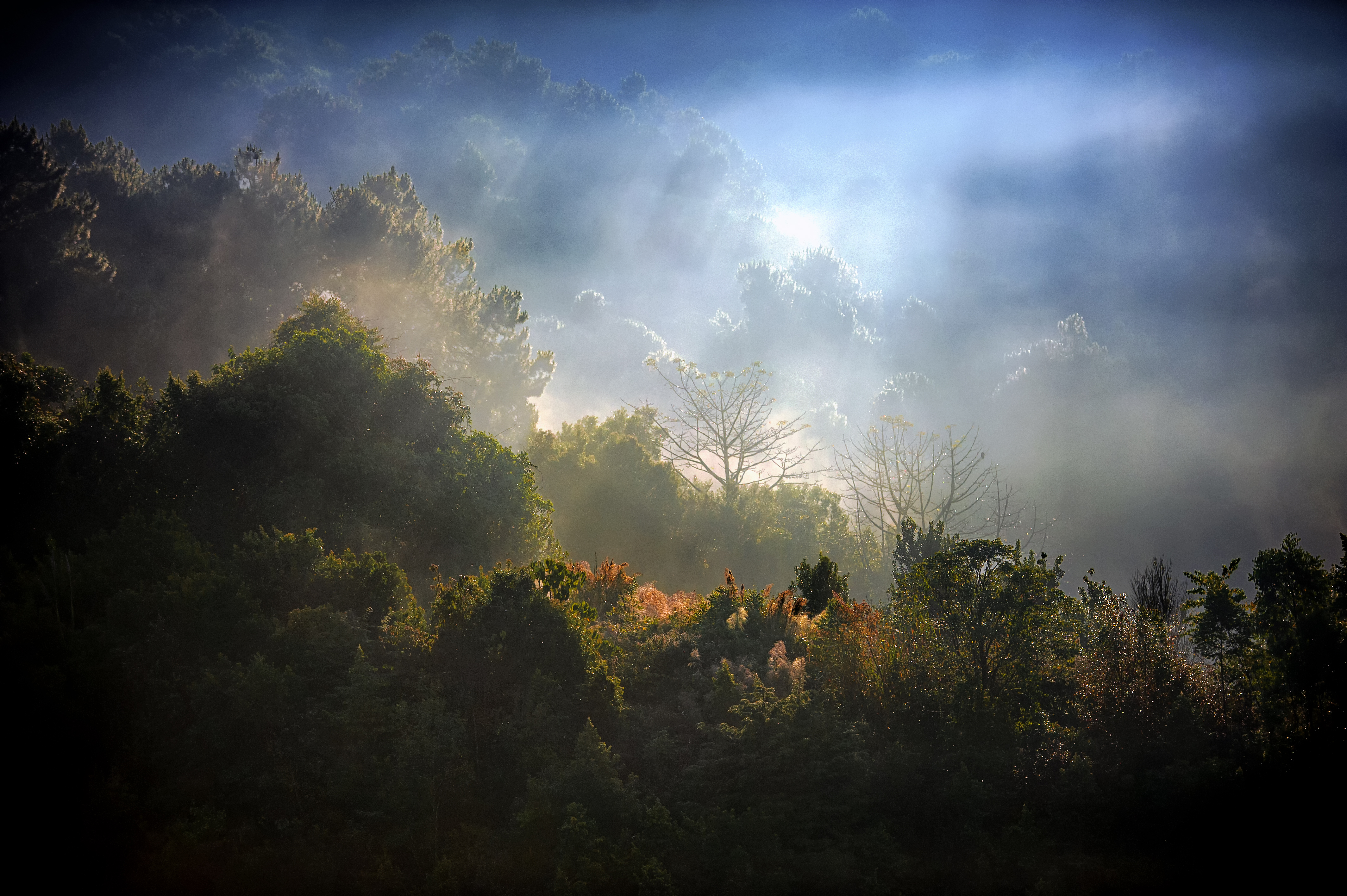 Free download wallpaper Forest, Earth, Sunlight, Cloud, Sunbeam on your PC desktop