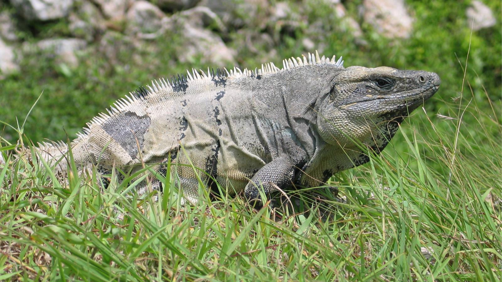 Download mobile wallpaper Animal, Black Spiny Tailed Iguana for free.