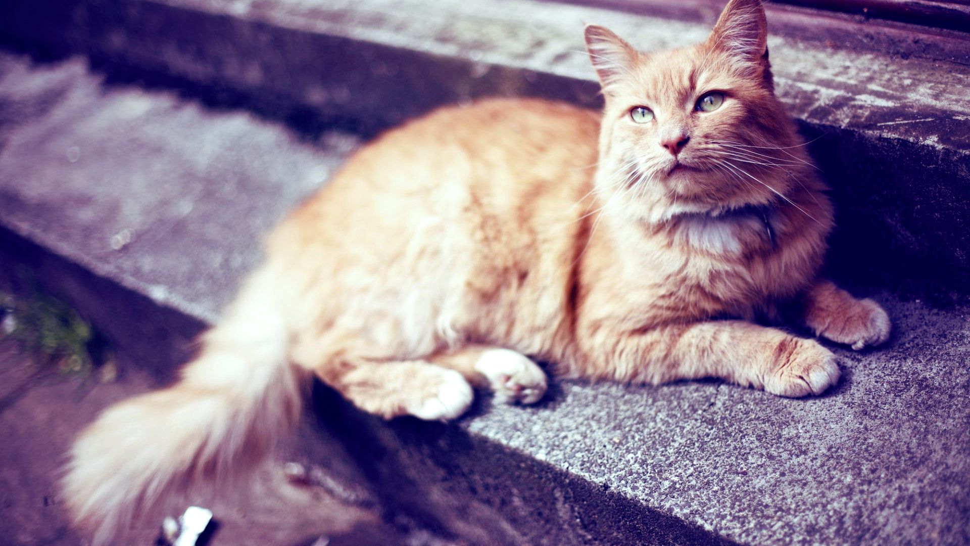Laden Sie das Tiere, Katzen, Katze, Süß-Bild kostenlos auf Ihren PC-Desktop herunter