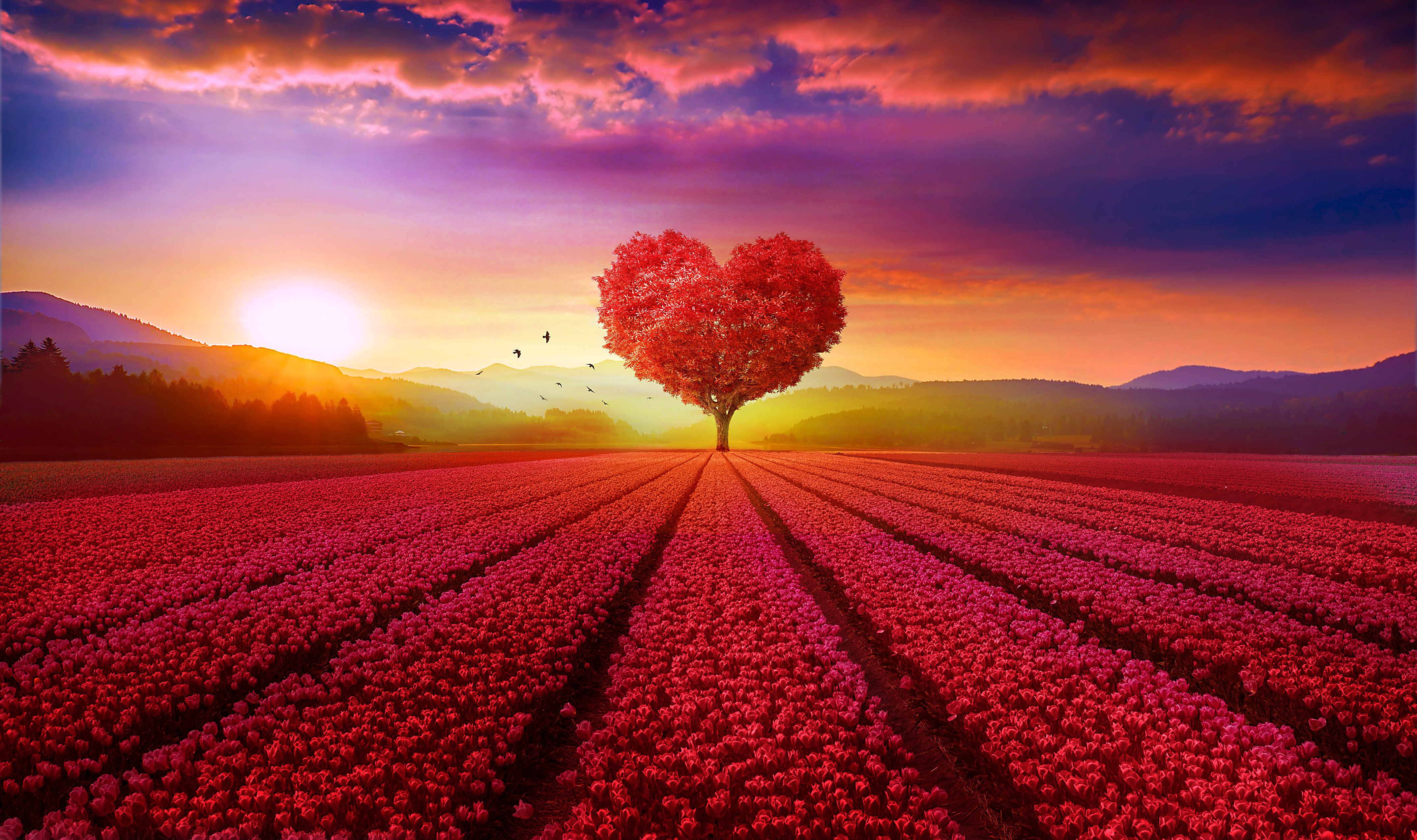 Download mobile wallpaper Sunset, Flower, Tree, Field, Artistic, Heart Shaped for free.