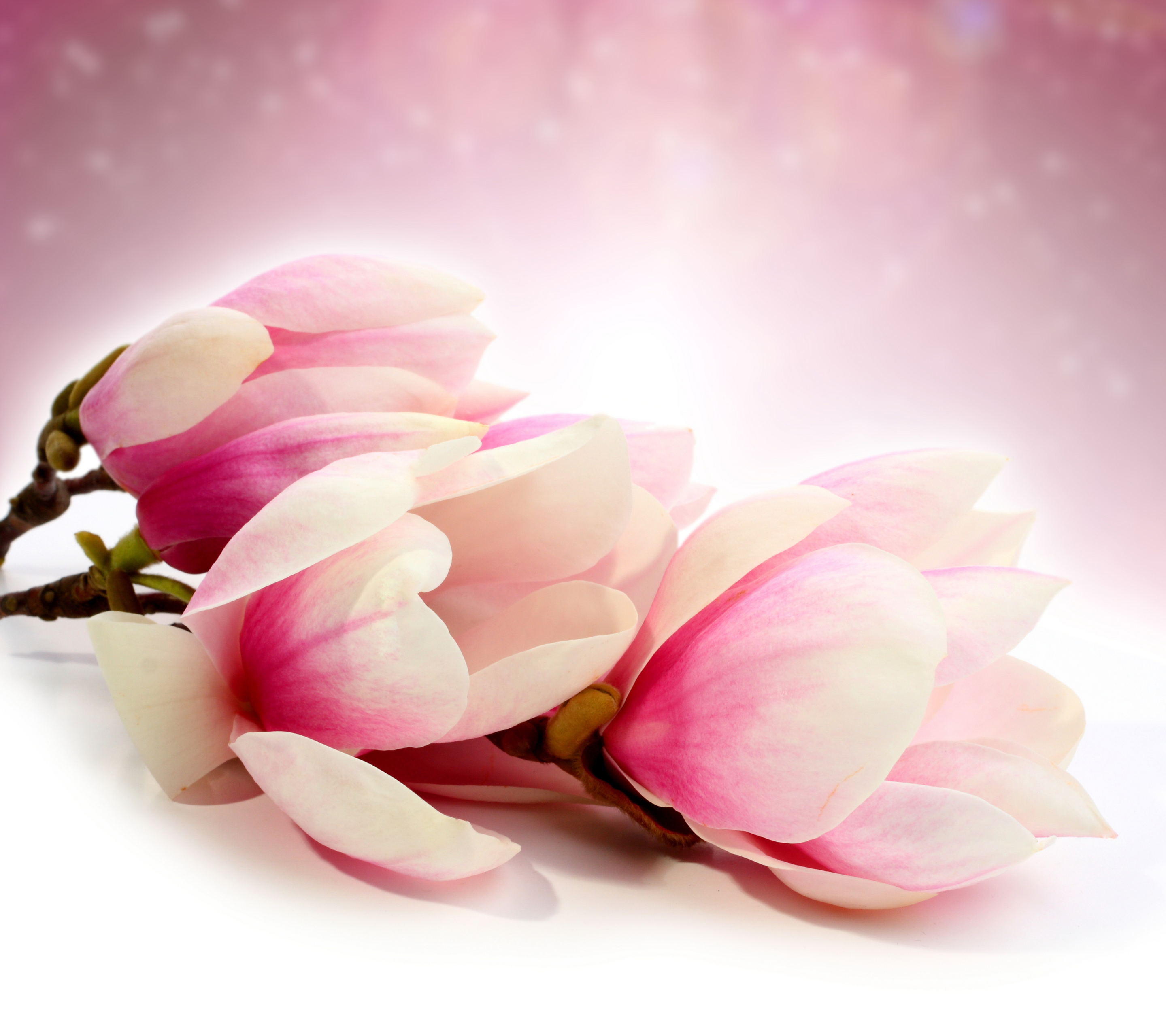 Download mobile wallpaper Flowers, Earth, Blossom for free.