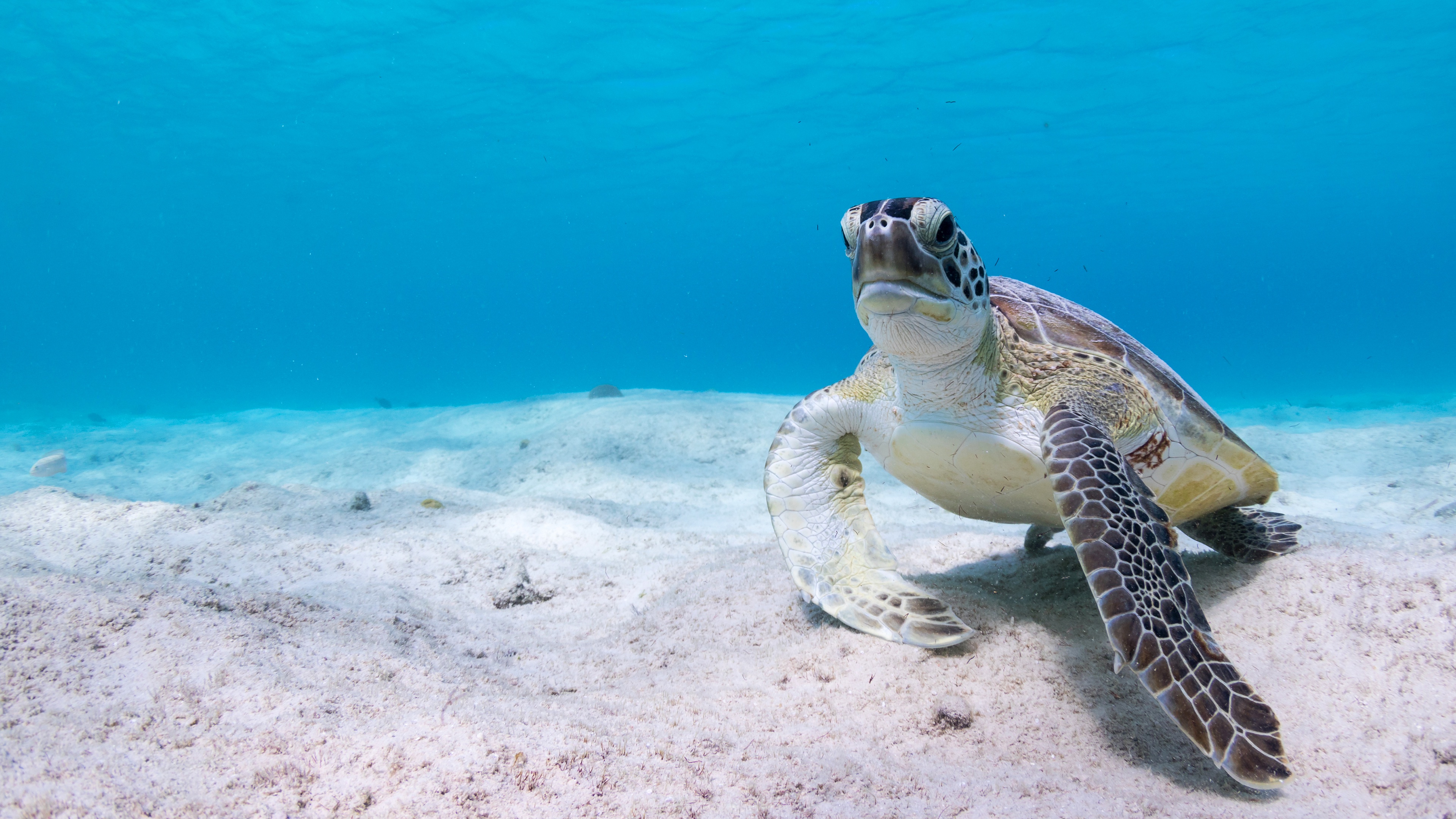 Free download wallpaper Turtles, Animal, Underwater, Turtle on your PC desktop