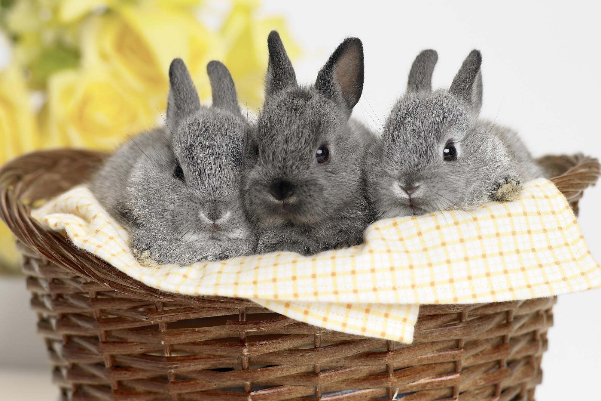 rabbits, animals, sit, basket