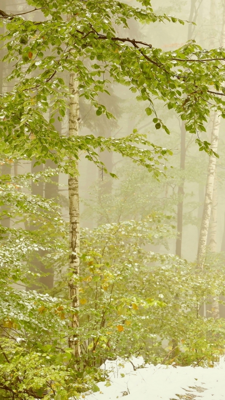 Descarga gratuita de fondo de pantalla para móvil de Invierno, Tierra/naturaleza.