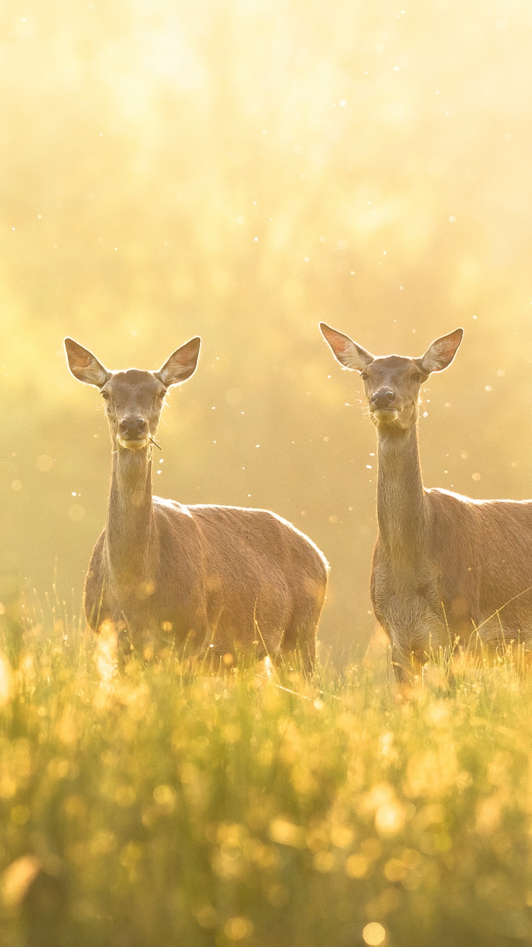 Descarga gratuita de fondo de pantalla para móvil de Animales, Venado.