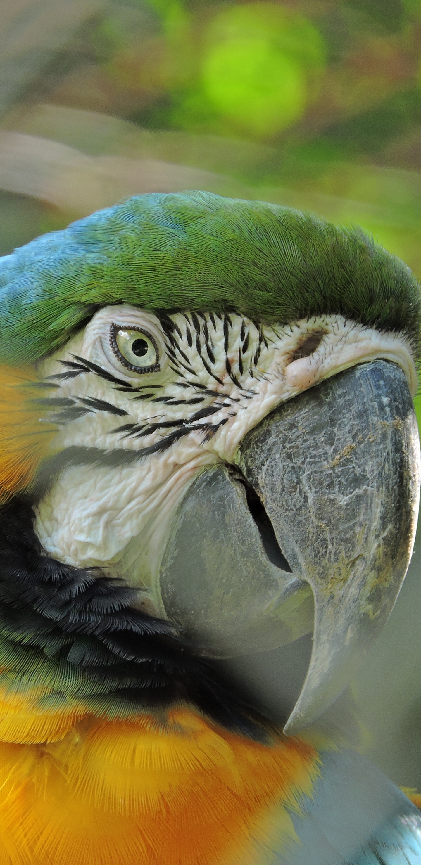 無料モバイル壁紙動物, 鳥, オウム, ボケ, 青と黄色のコンゴウインコをダウンロードします。