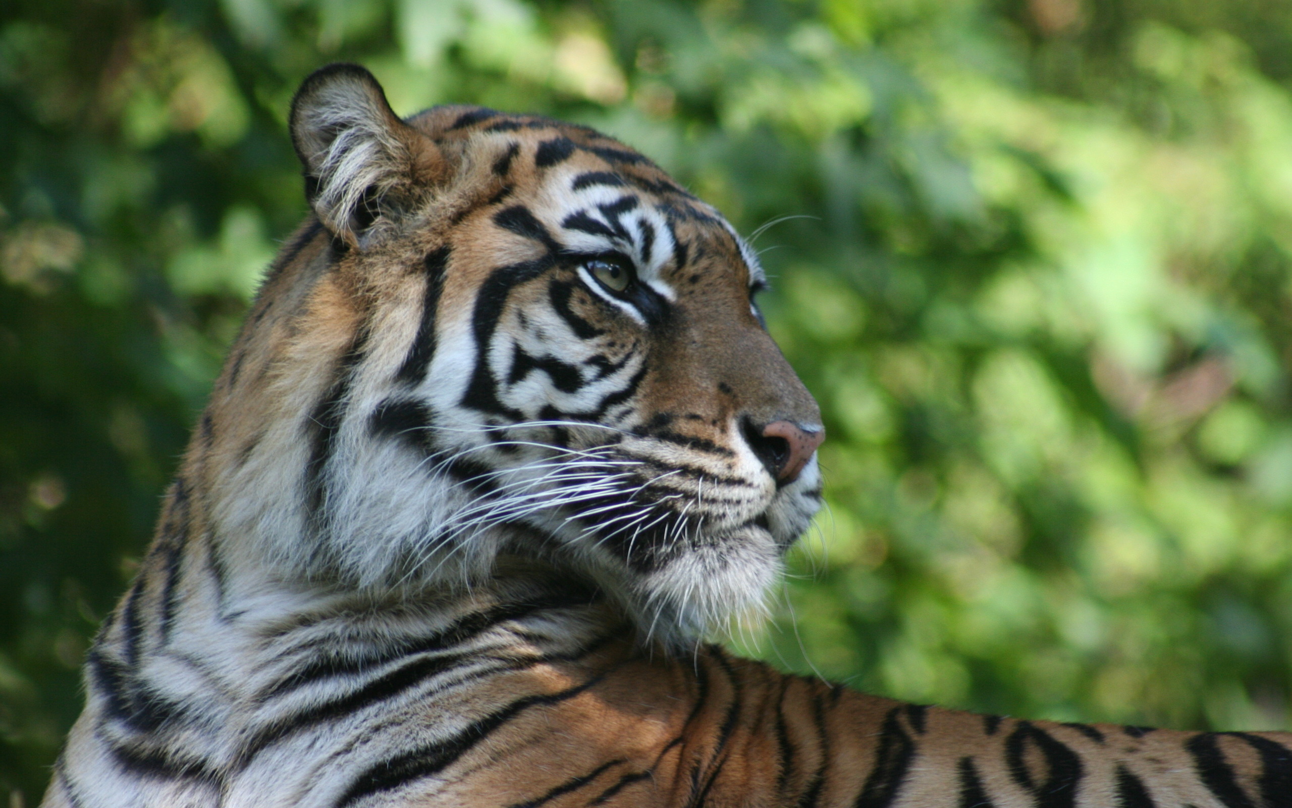 Baixe gratuitamente a imagem Animais, Gatos, Tigre na área de trabalho do seu PC