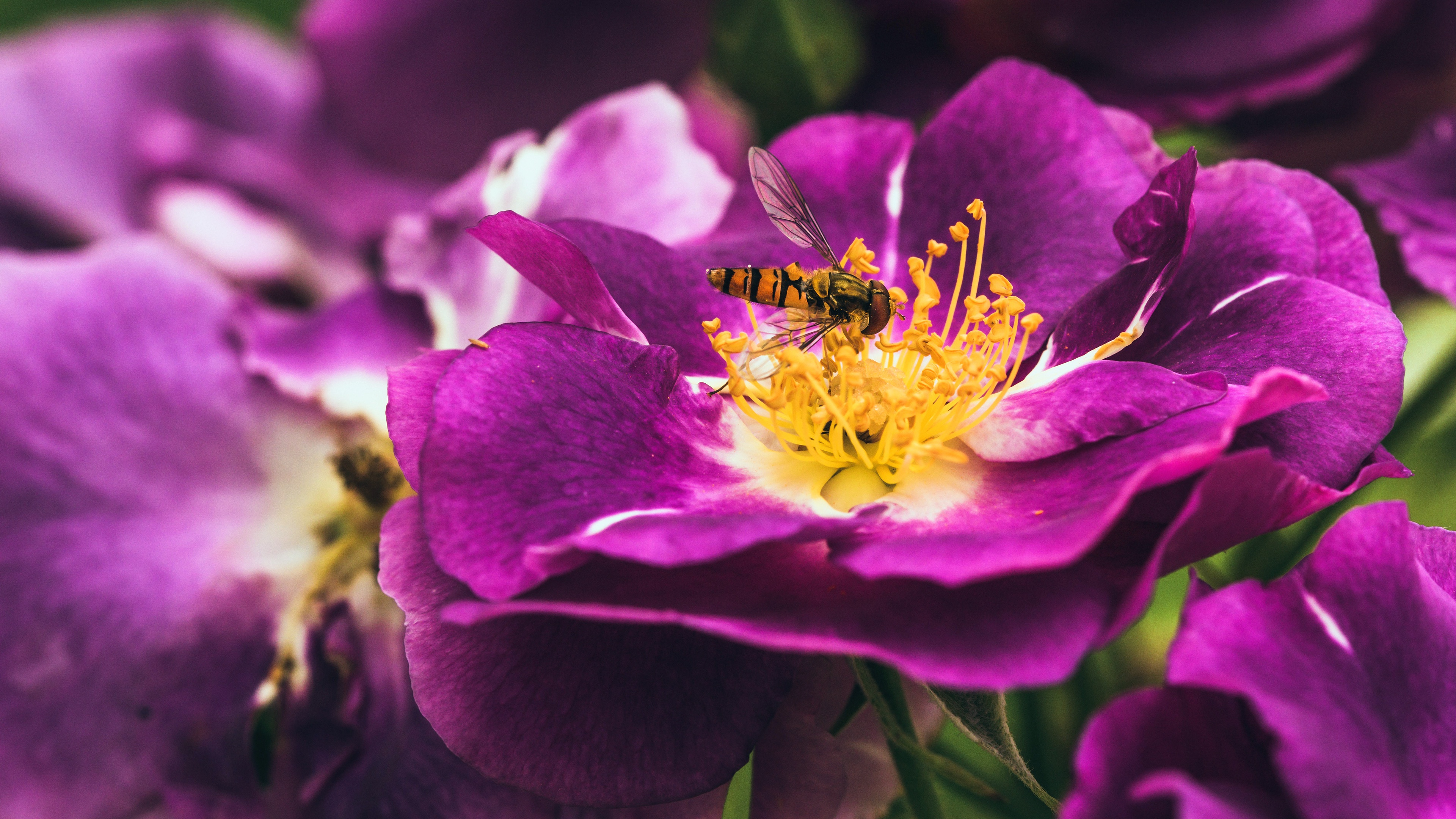 Laden Sie das Tiere, Fliegen, Blume, Makro, Insekt, Schwebfliege-Bild kostenlos auf Ihren PC-Desktop herunter