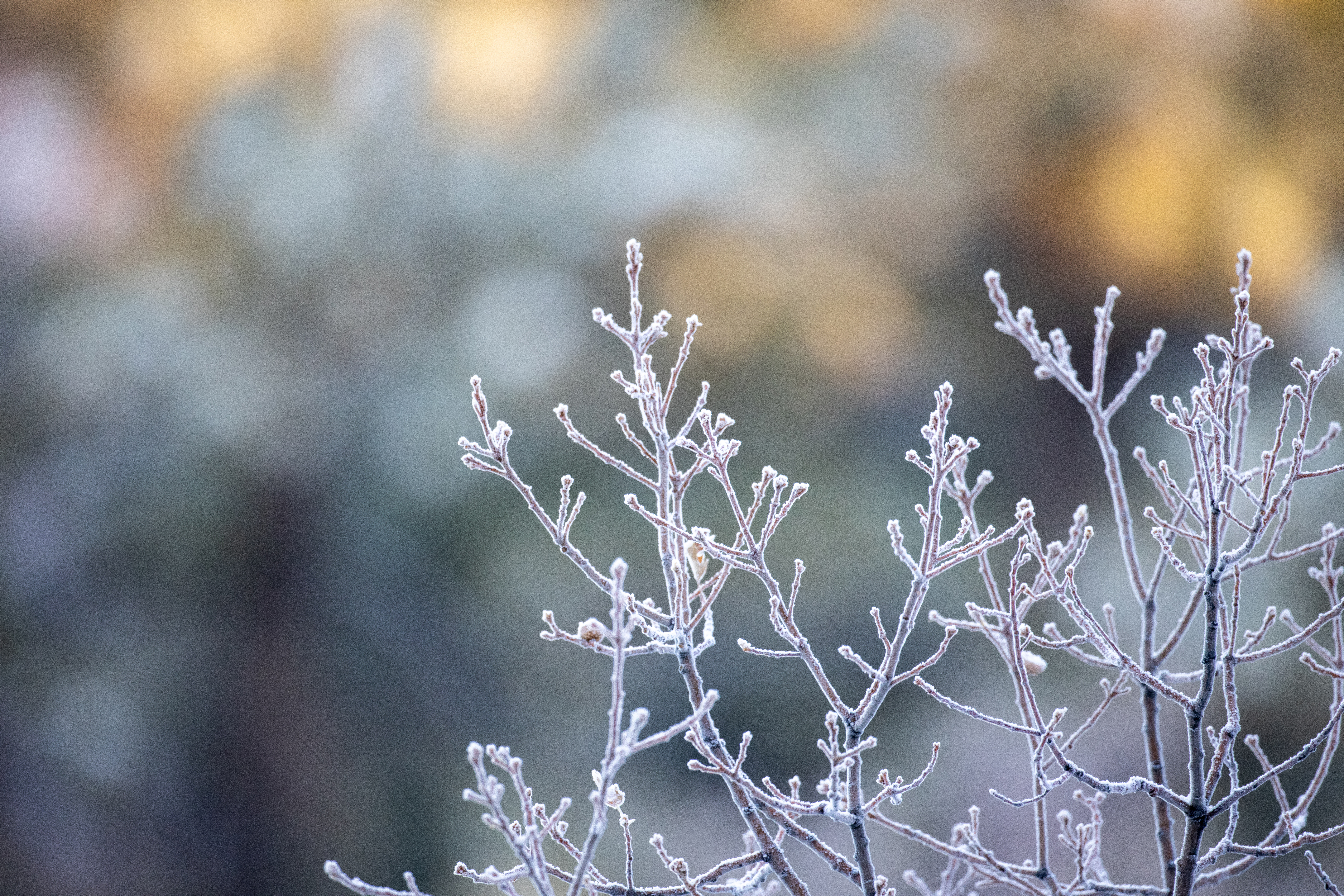 Free download wallpaper Branches, Hoarfrost, Macro, Frost, Plant on your PC desktop