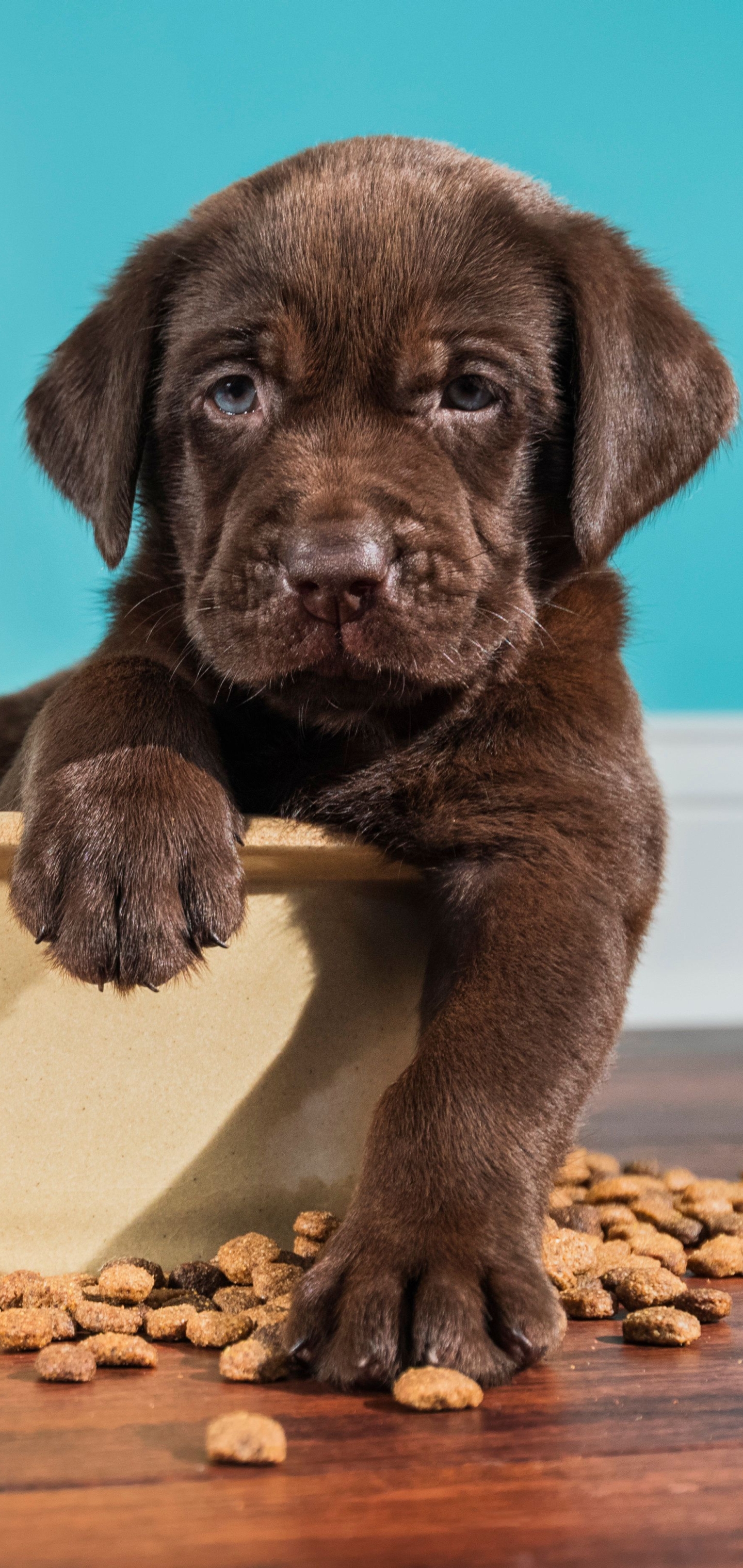 Free download wallpaper Dogs, Animal, Puppy, Labrador, Baby Animal, Chocolate Labrador on your PC desktop