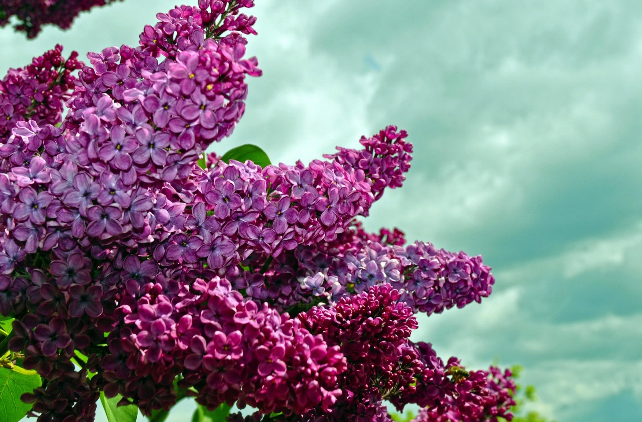 Laden Sie das Sky, Lilac, Geäst, Zweige, Blühen, Blühenden, Blumen, Frühling-Bild kostenlos auf Ihren PC-Desktop herunter