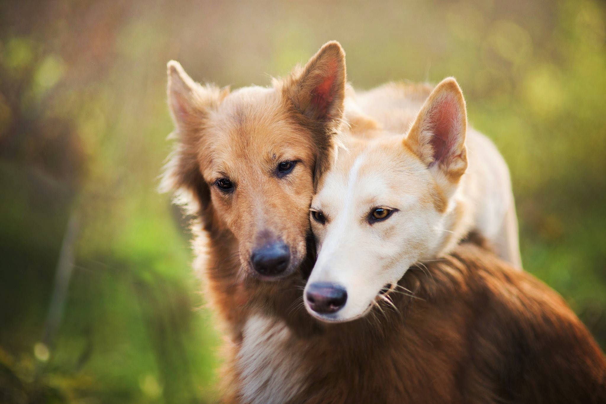 419899 télécharger l'image animaux, chien, ami, amour, chiens - fonds d'écran et économiseurs d'écran gratuits