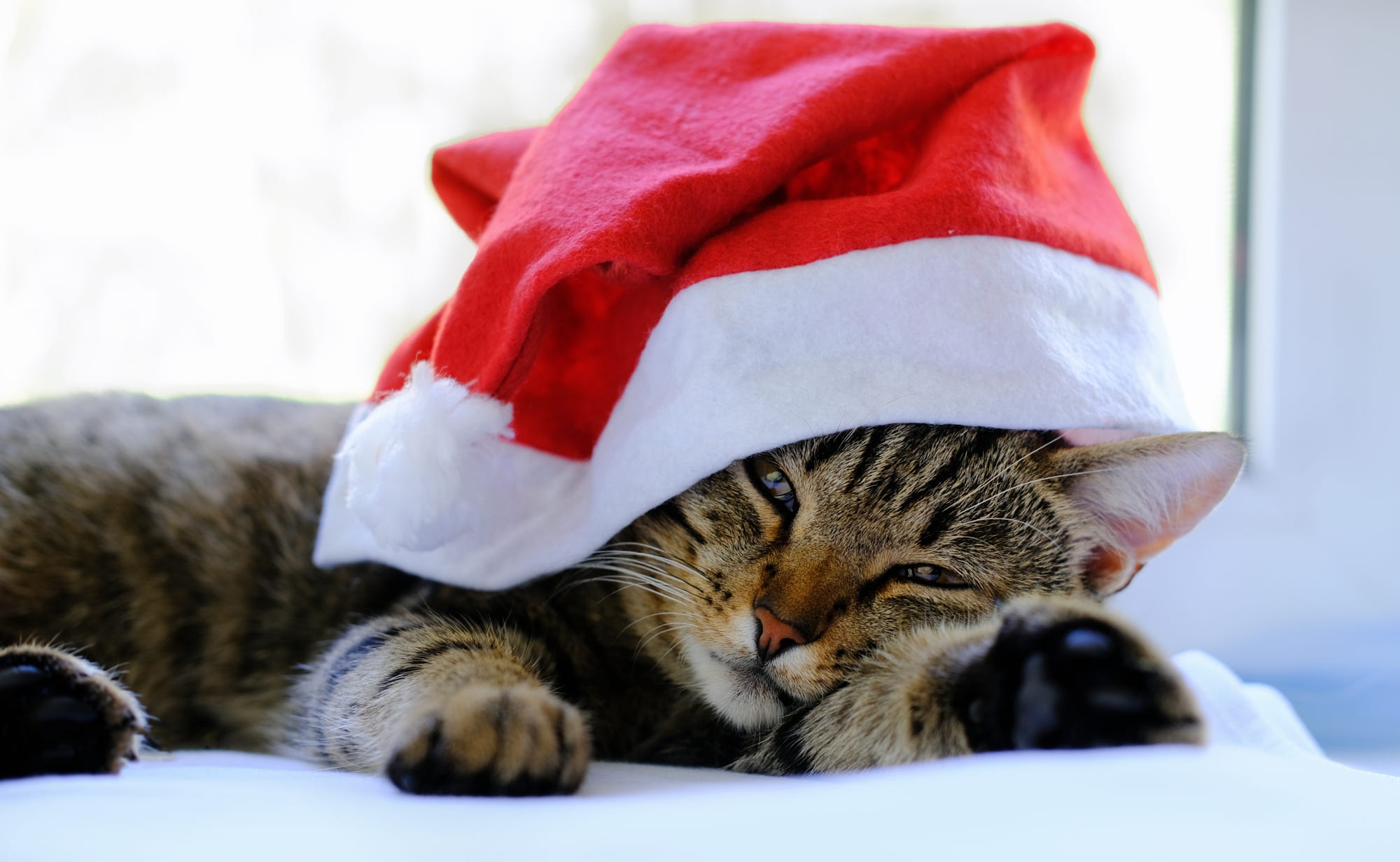 Baixe gratuitamente a imagem Animais, Gatos, Gato, Gorro Do Papai Noel na área de trabalho do seu PC